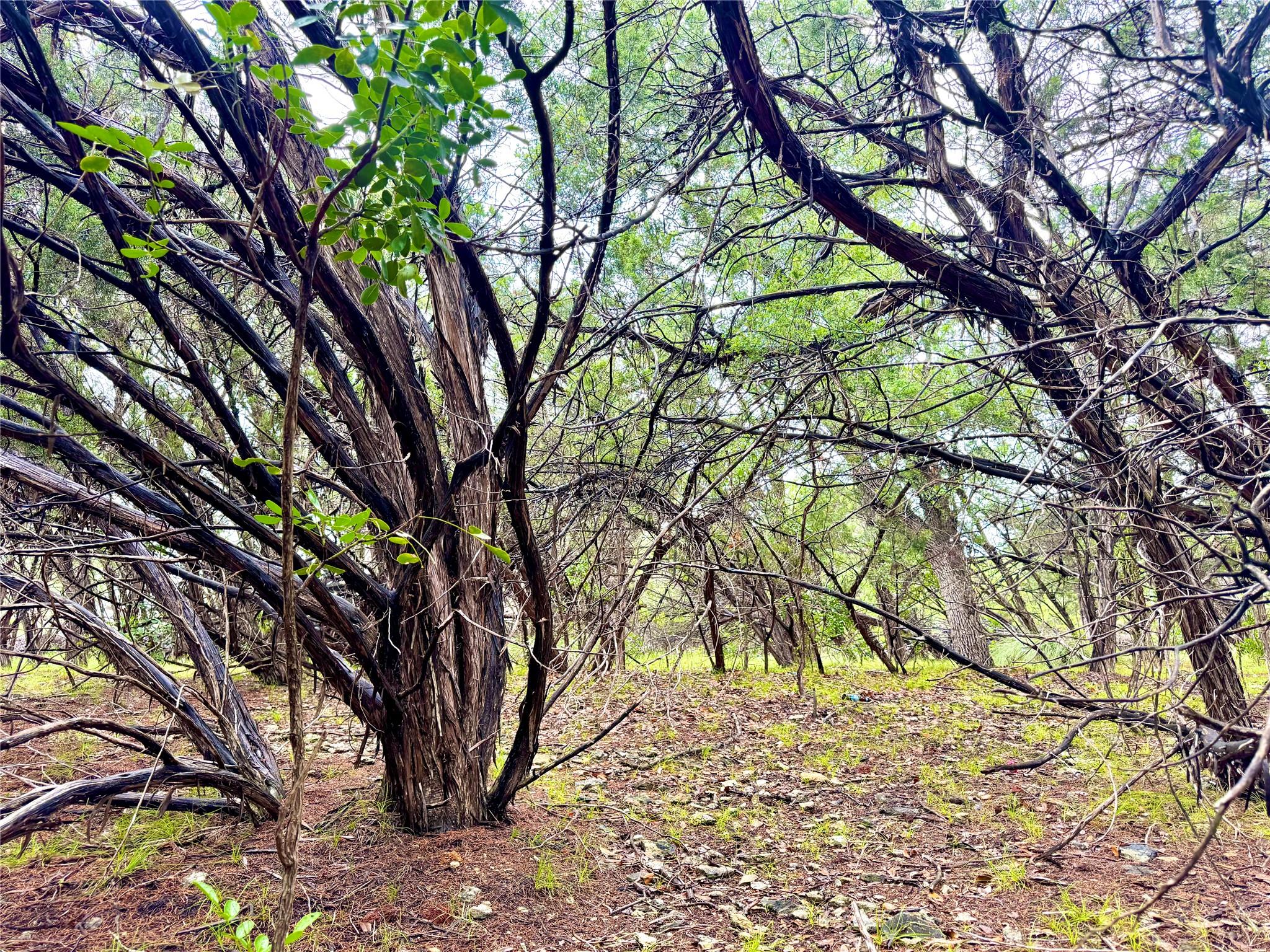 TBD Tracts 10 & 22 Goat Hill Rd, Lakehills, TX 78063