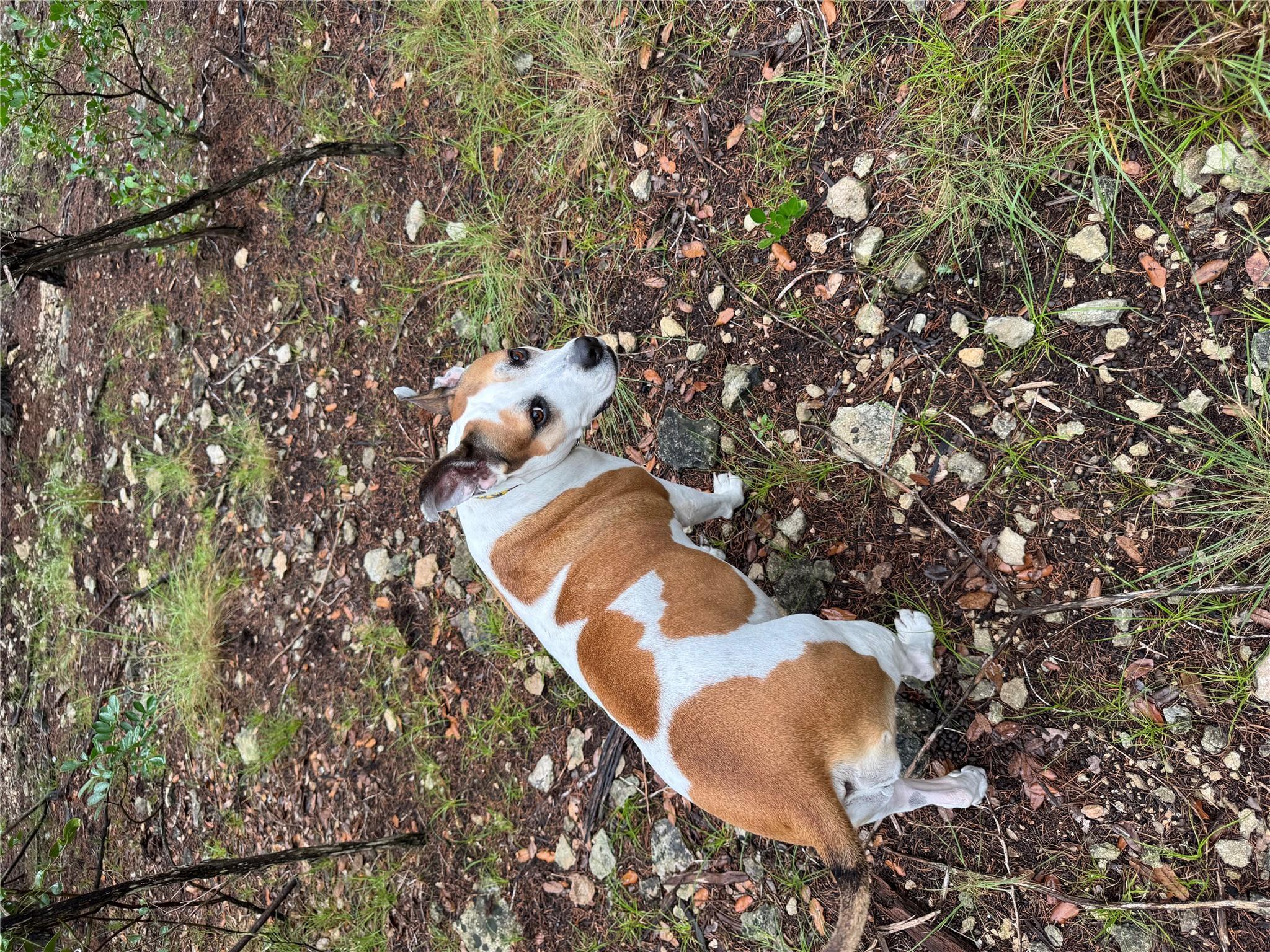 TBD Tracts 10 & 22 Goat Hill Rd, Lakehills, TX 78063