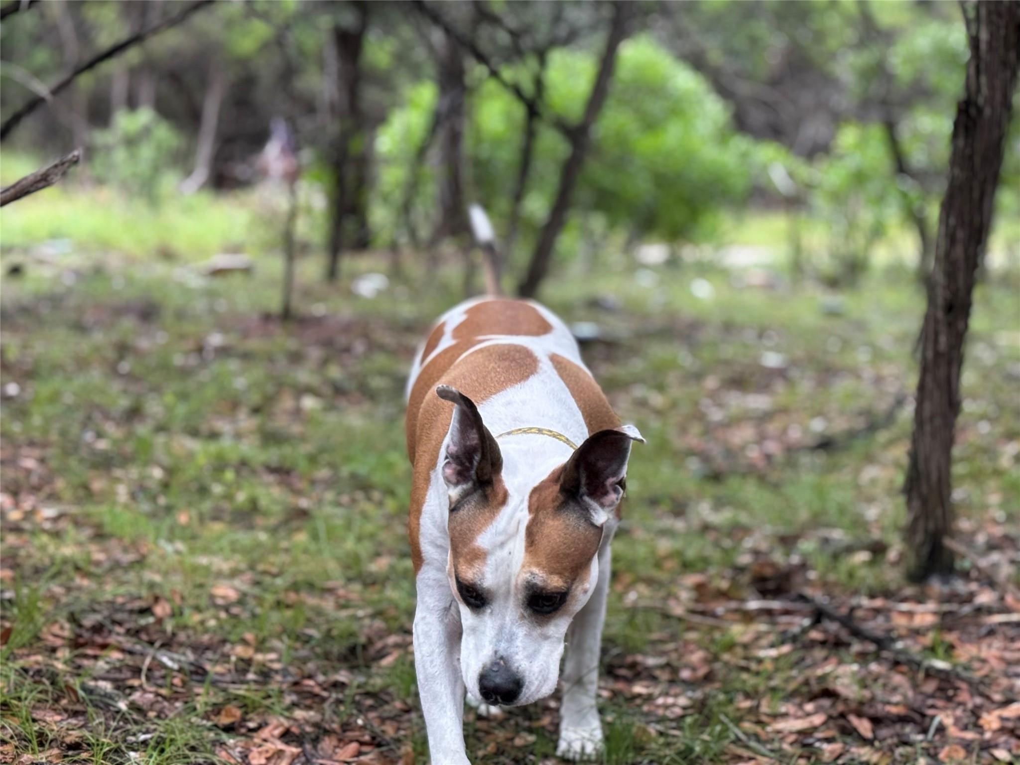 TBD Tracts 10 & 22 Goat Hill Rd, Lakehills, TX 78063