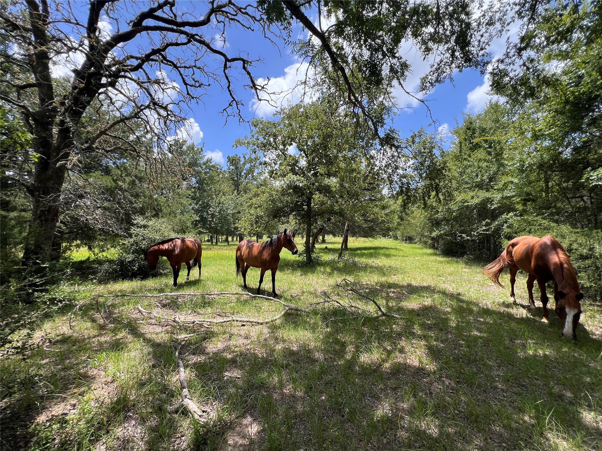 2.938 AC County Road 342, Milano, TX 76556