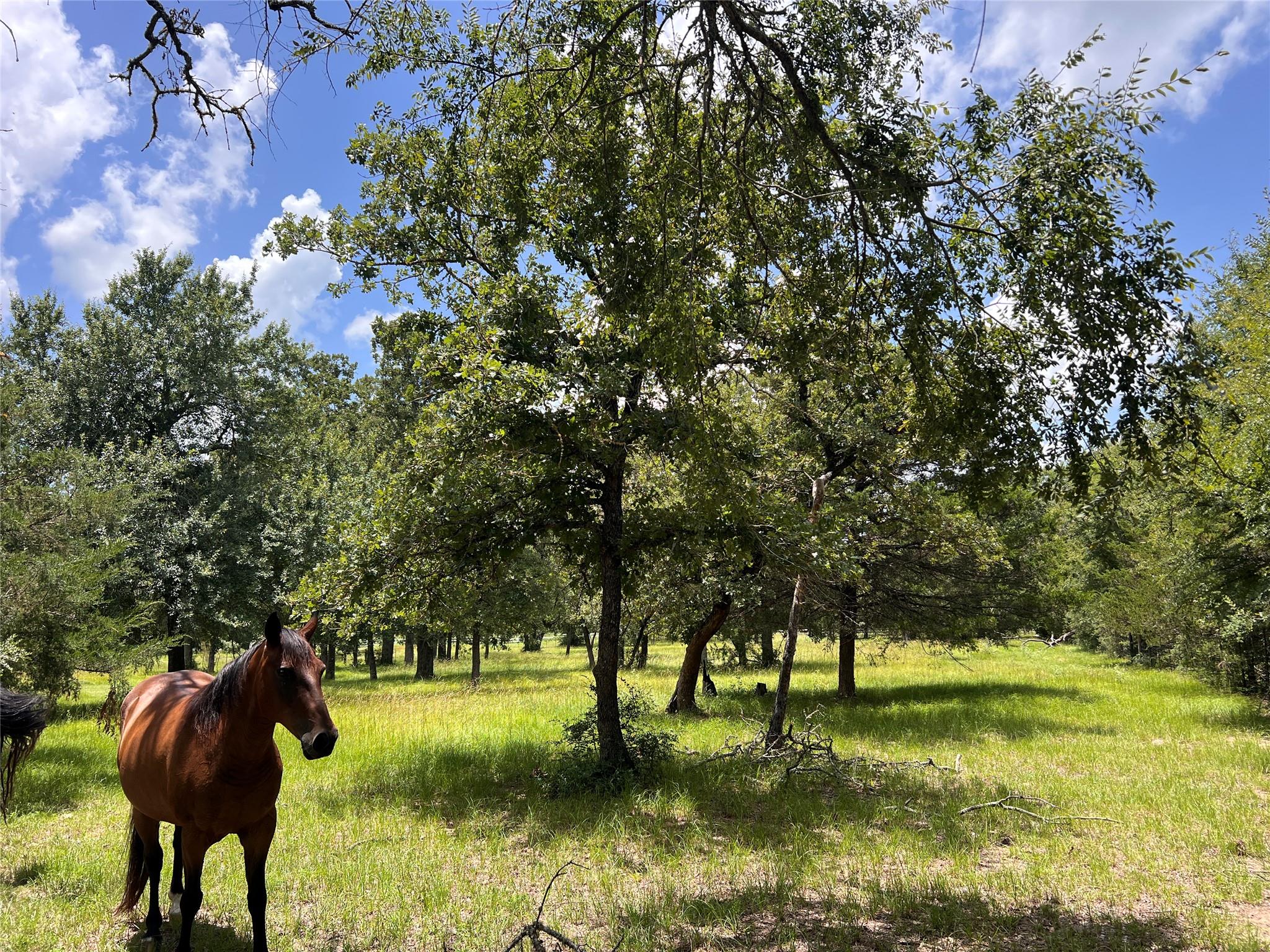 2.938 AC County Road 342, Milano, TX 76556