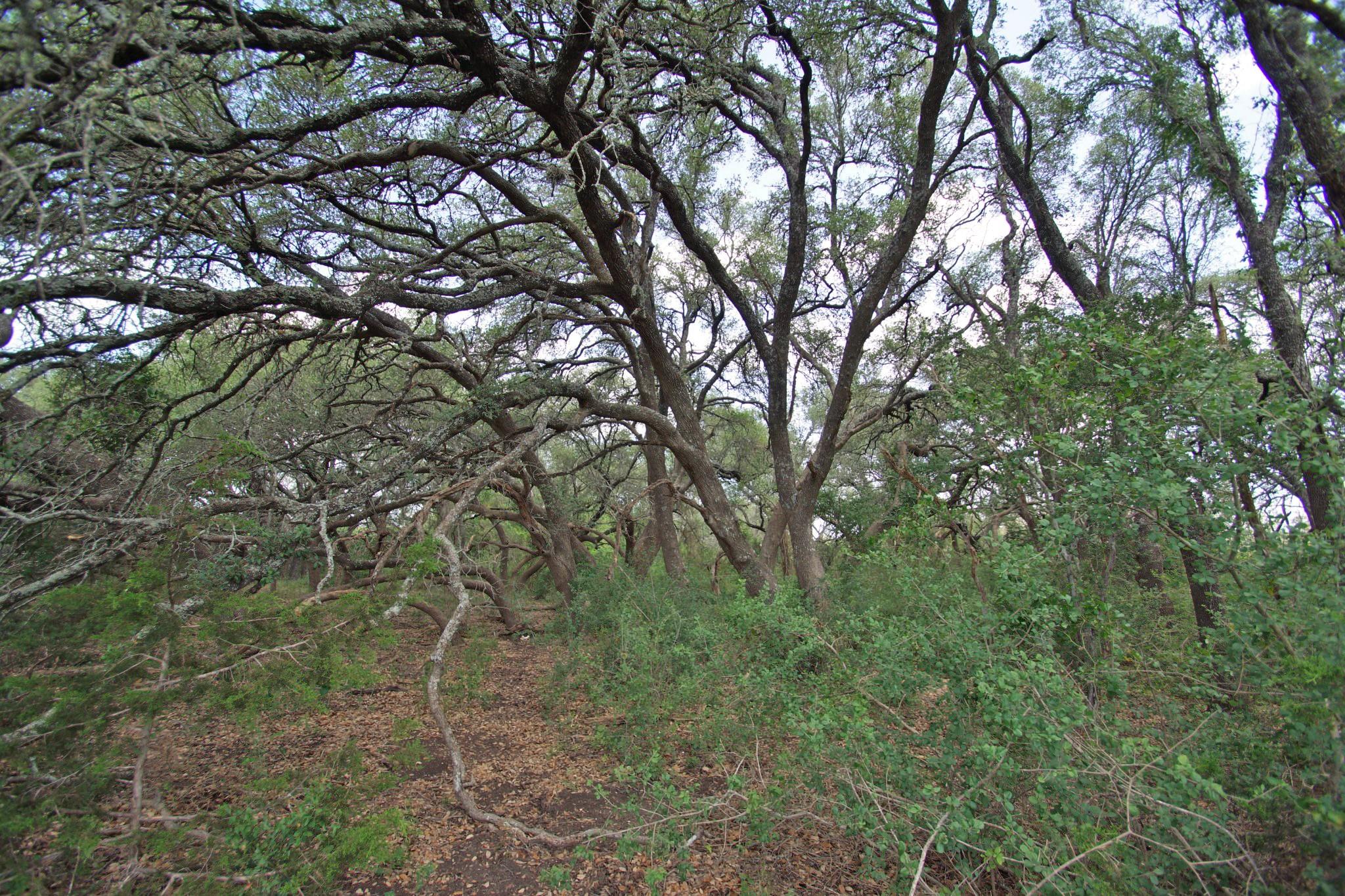 2002 County Road 276, Bertram, TX 78605