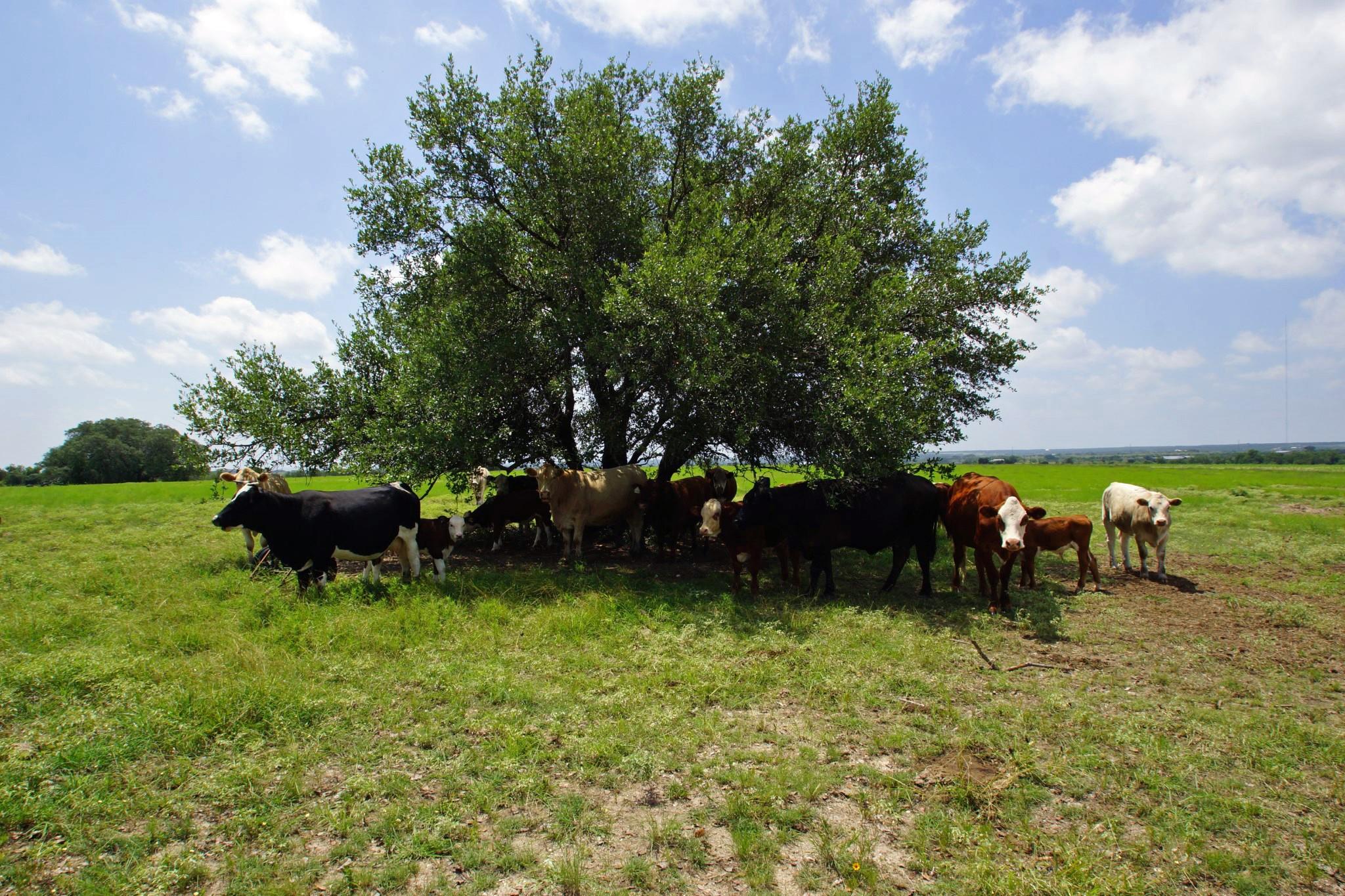 2002 County Road 276, Bertram, TX 78605