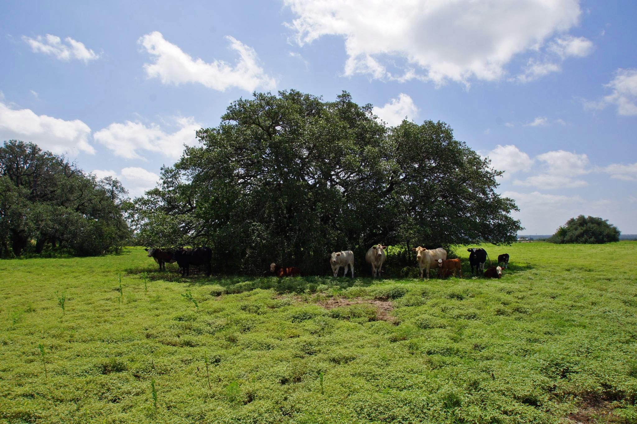 2002 County Road 276, Bertram, TX 78605