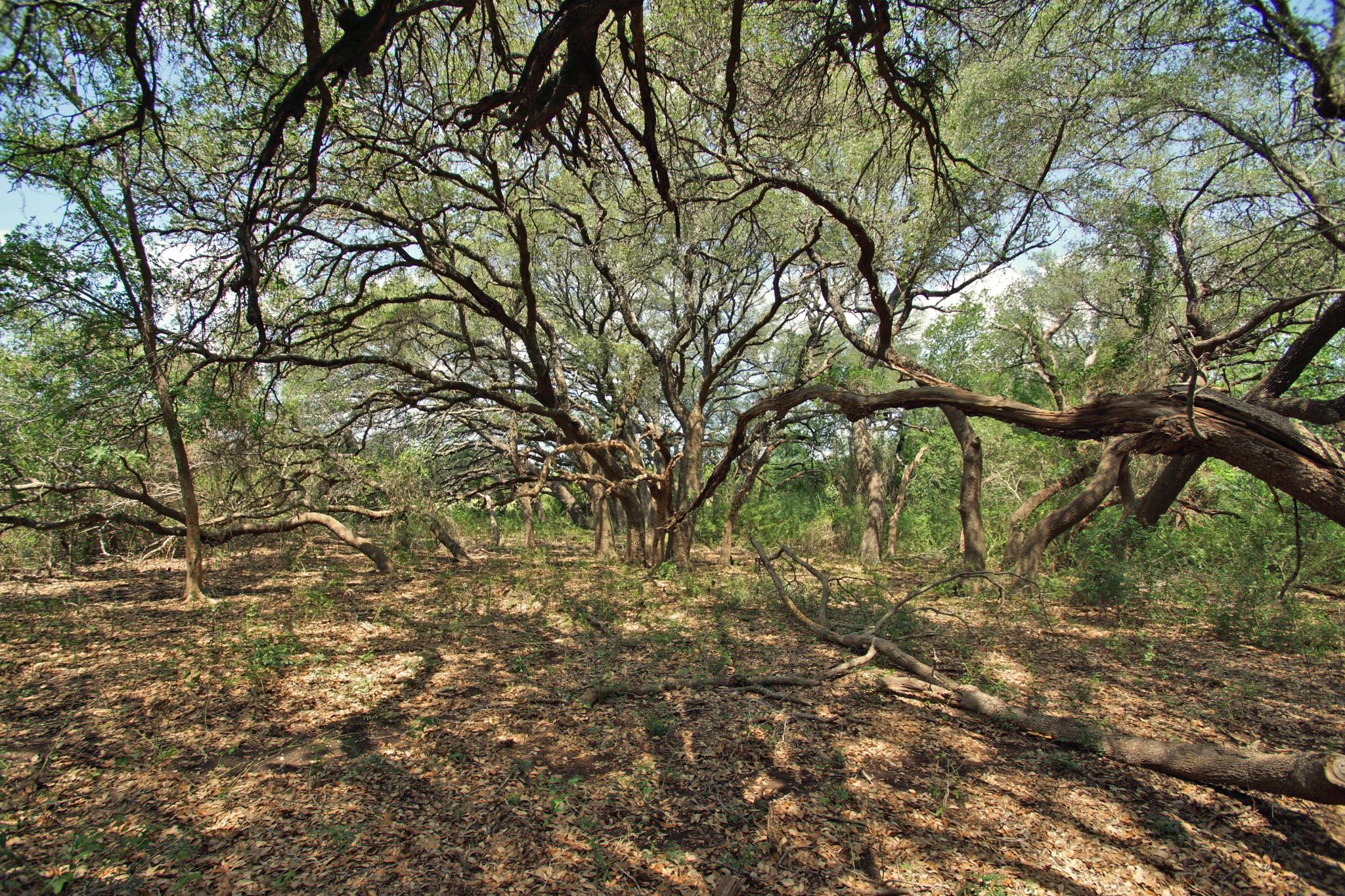 2002 County Road 276, Bertram, TX 78605