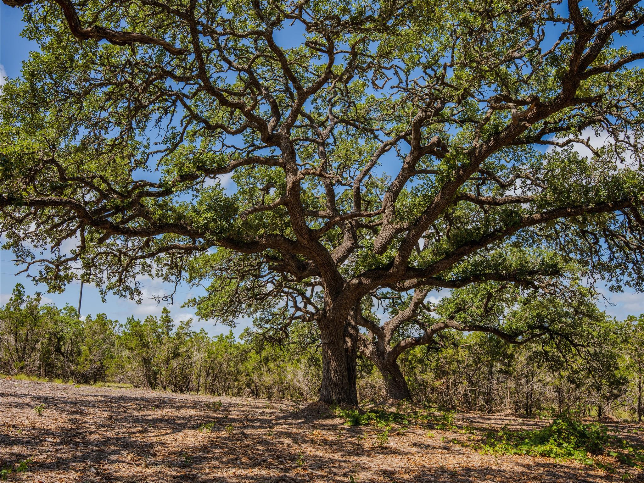 000 Heritage Creek Ranch, Dripping Springs, TX 78676