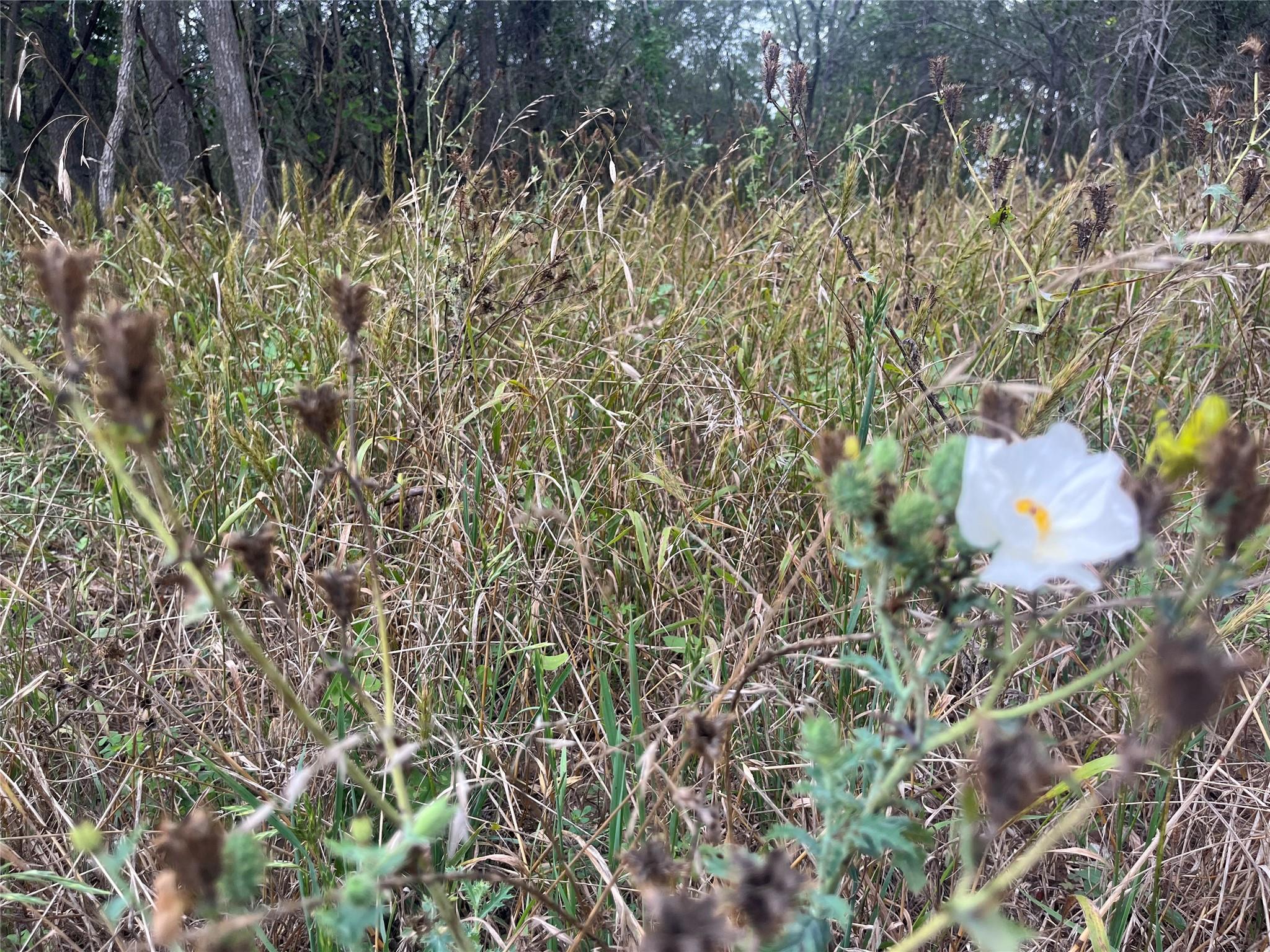 000 Kaaawa Ln # 5, Bastrop, TX 78602