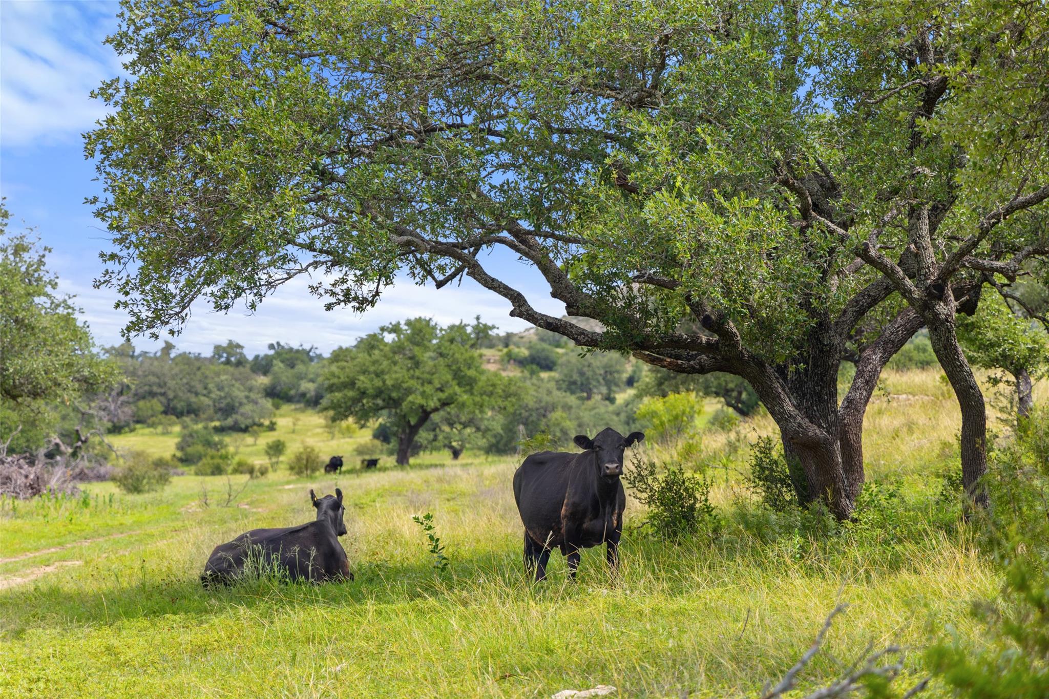 9069-47 Ranch Road 1323 Rd, Fredericksburg, TX 78624