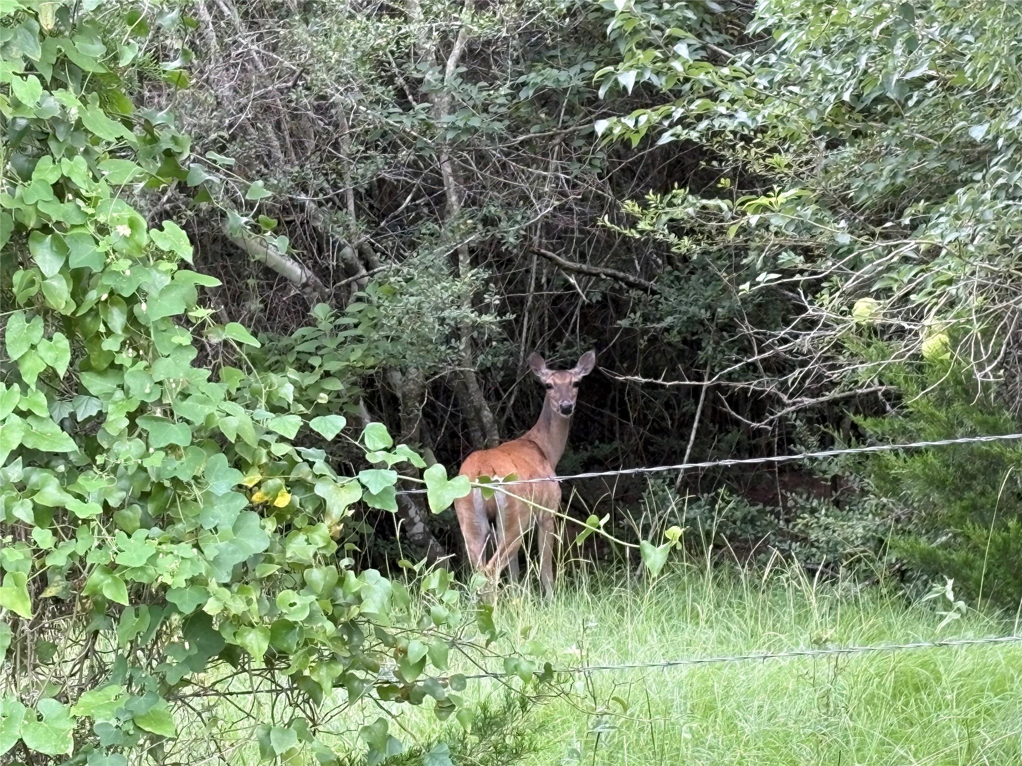 TBD Willis Ln, Smithville, TX 78957