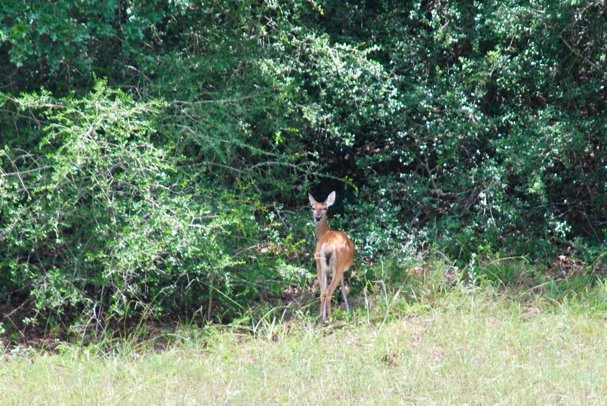 TBD Sandy Ln, Rosanky, TX 78953
