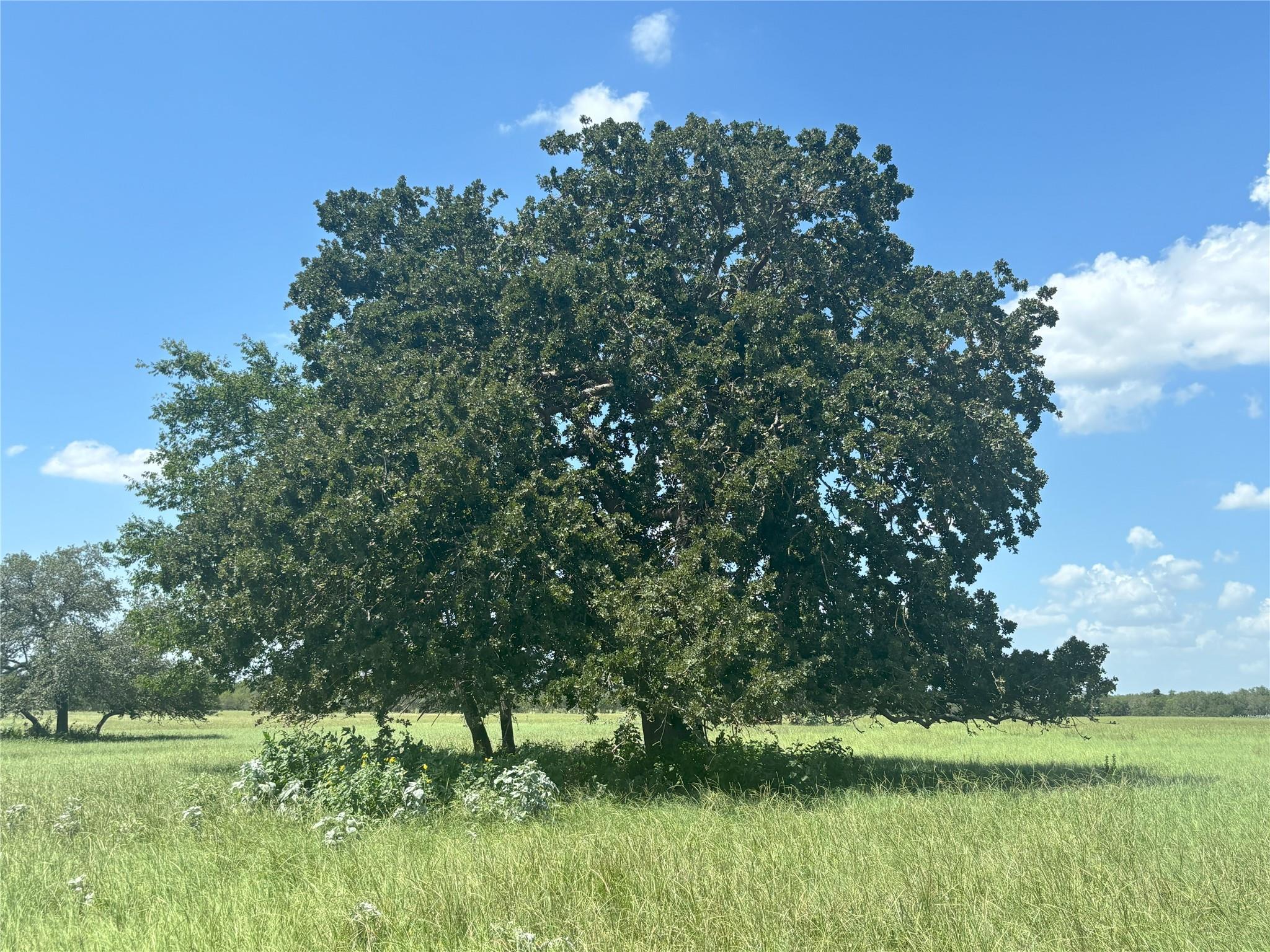 0 Cr 121, Leesville, TX 78140