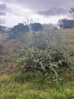 W25005 Apache Tears, Horseshoe Bay, TX 78657