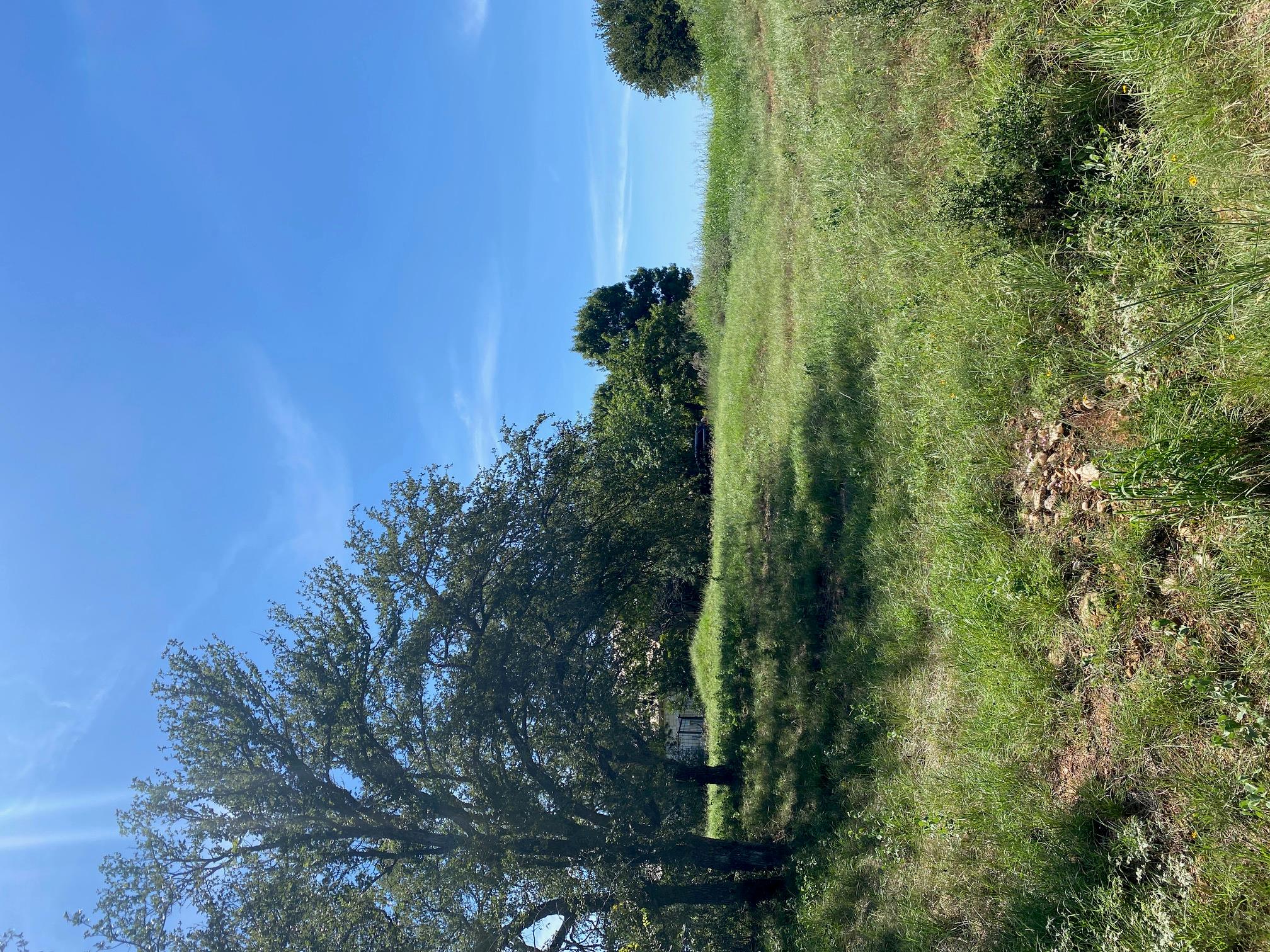 W25065 White Dove / Apache Tears, Horseshoe Bay, TX 78657