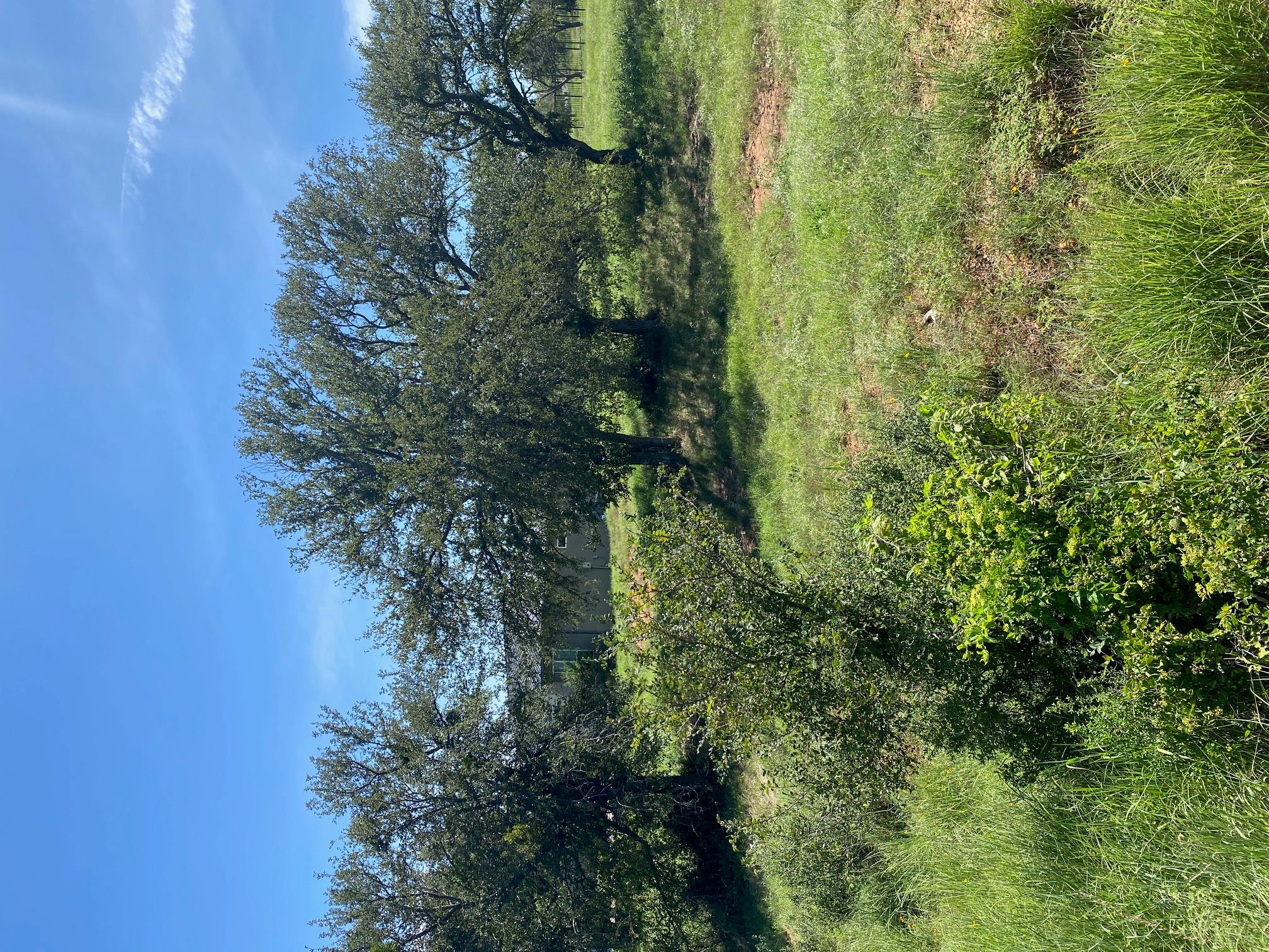 W25065 White Dove / Apache Tears, Horseshoe Bay, TX 78657