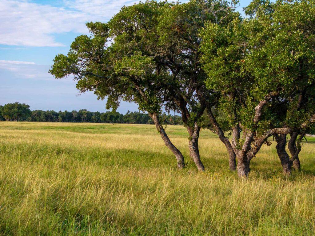 TBD Mount Sharp Rd, Wimberley, TX 78676