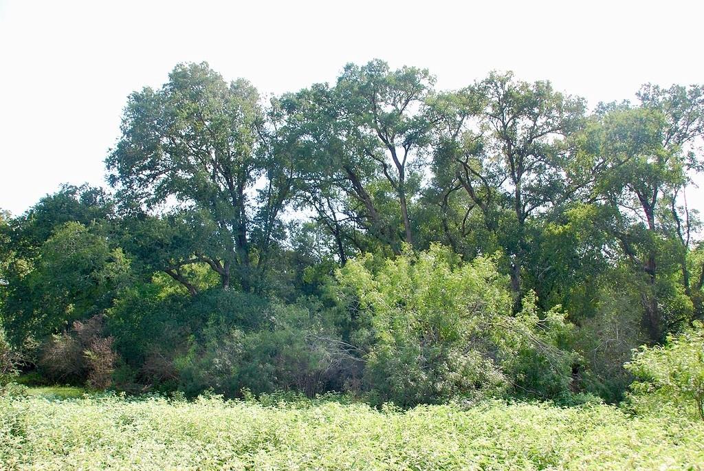 9590 Maynard Hallmark Rd, Flatonia, TX 78941