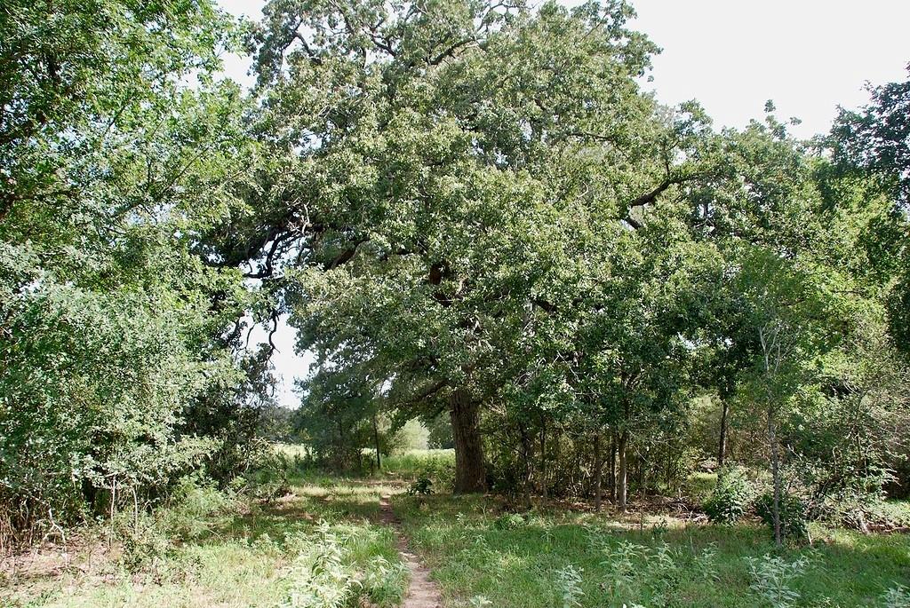 9590 Maynard Hallmark Rd, Flatonia, TX 78941