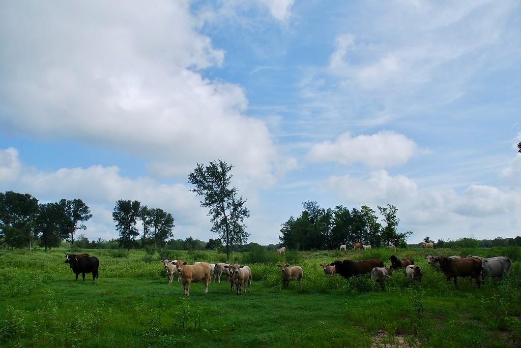 9590 Maynard Hallmark Rd, Flatonia, TX 78941