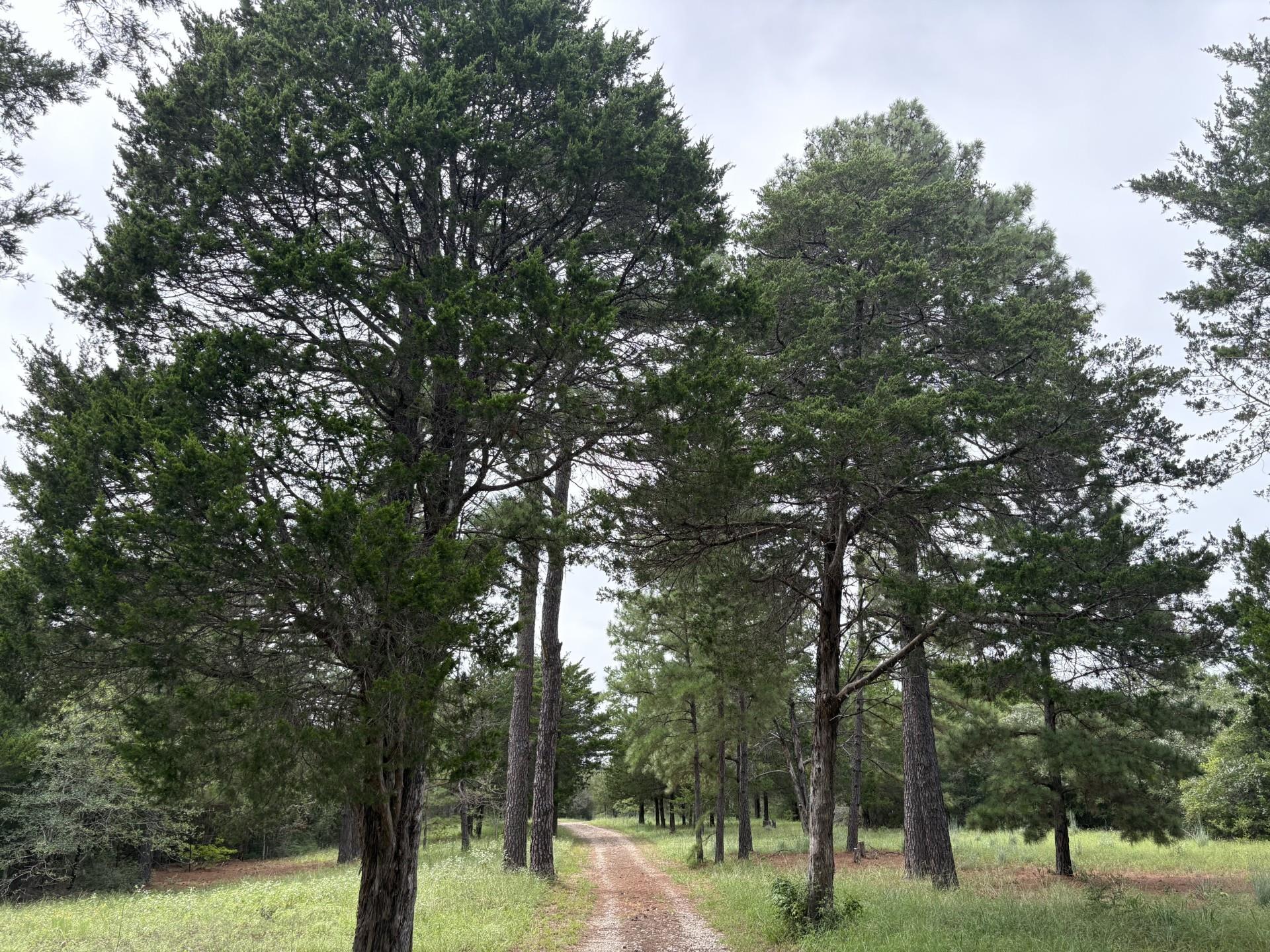 596 Herron Trl, McDade, TX 78650