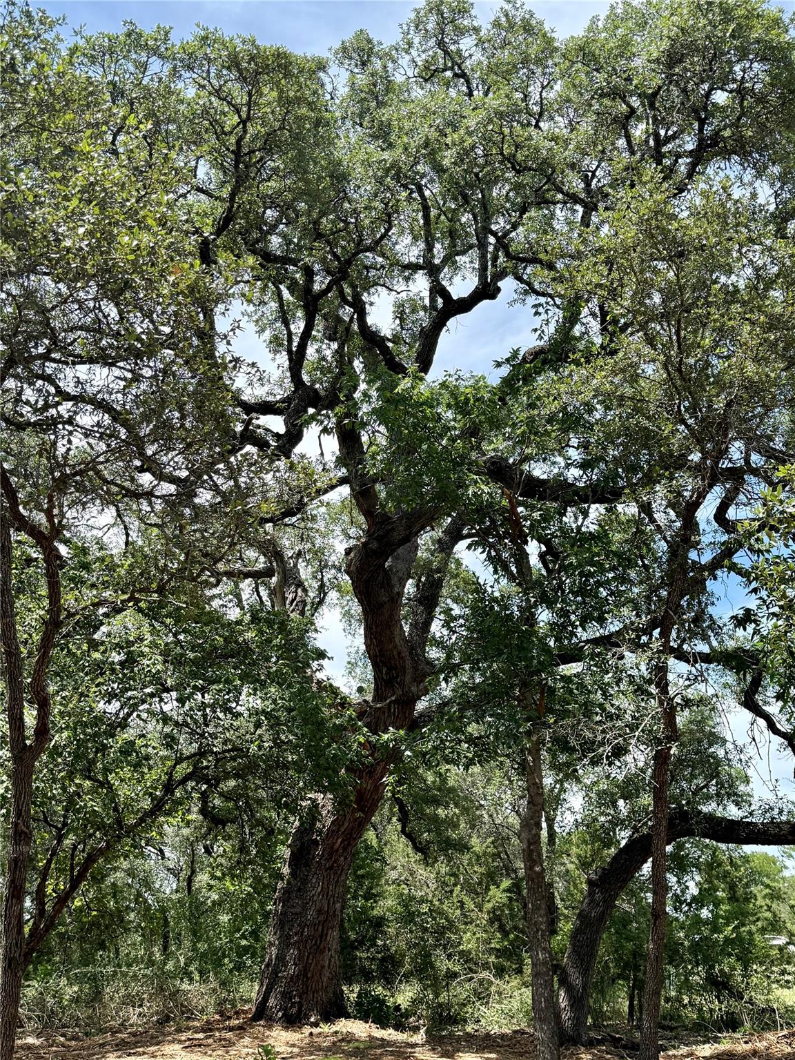 2801 County Road 255, Georgetown, TX 78633