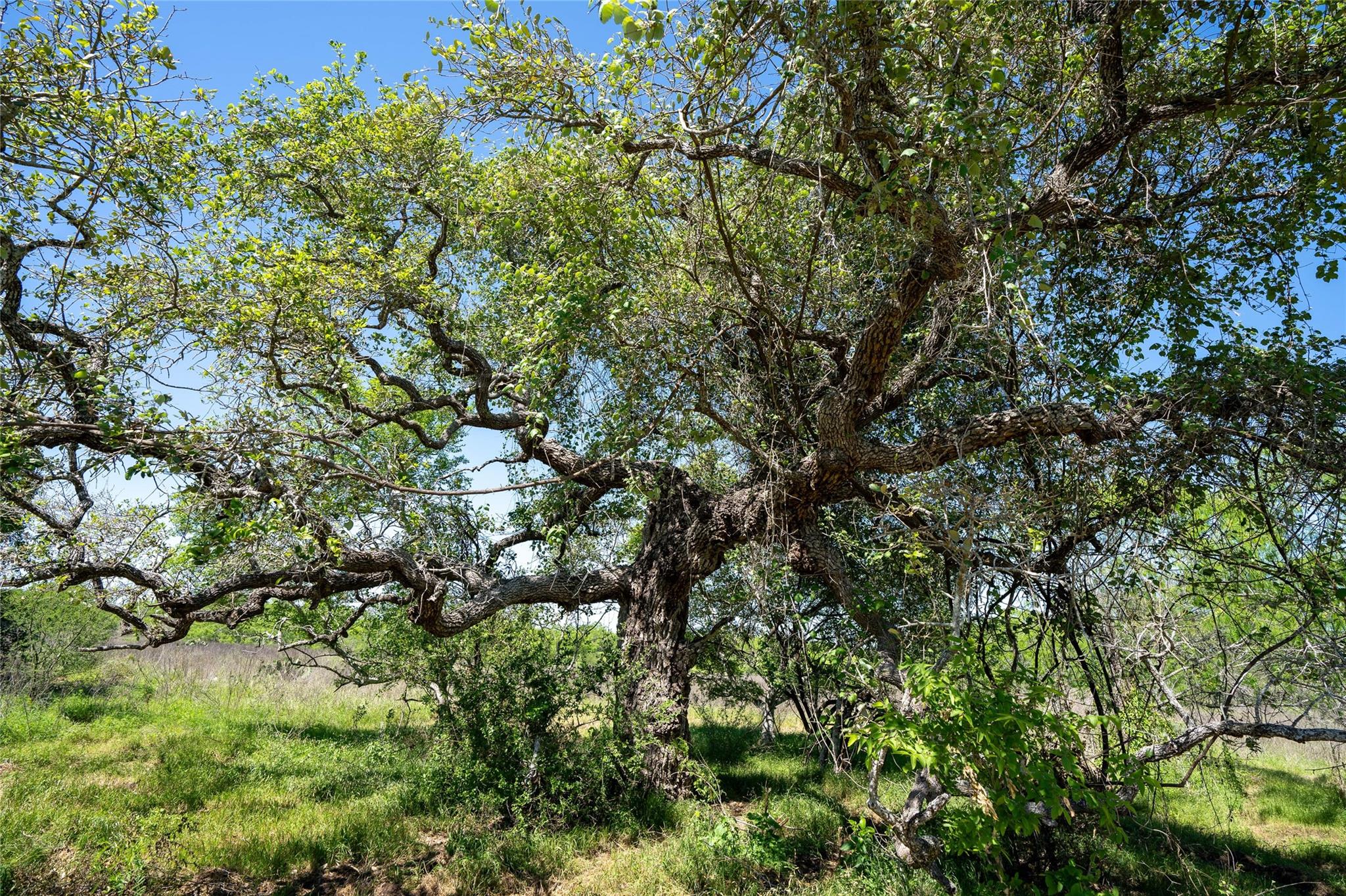 TBD County Rd 171 Rd, Nixon, TX 78140