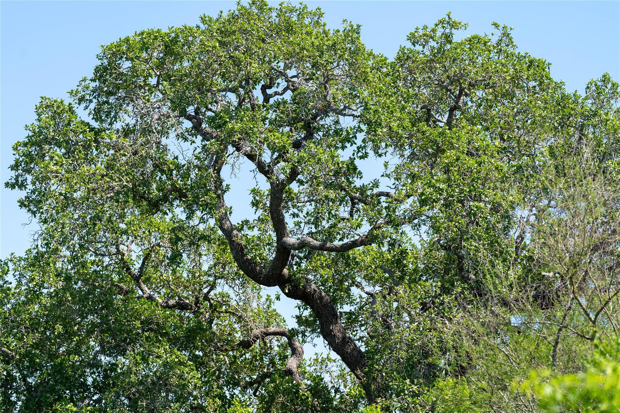 TBD County Rd 171 Rd, Nixon, TX 78140