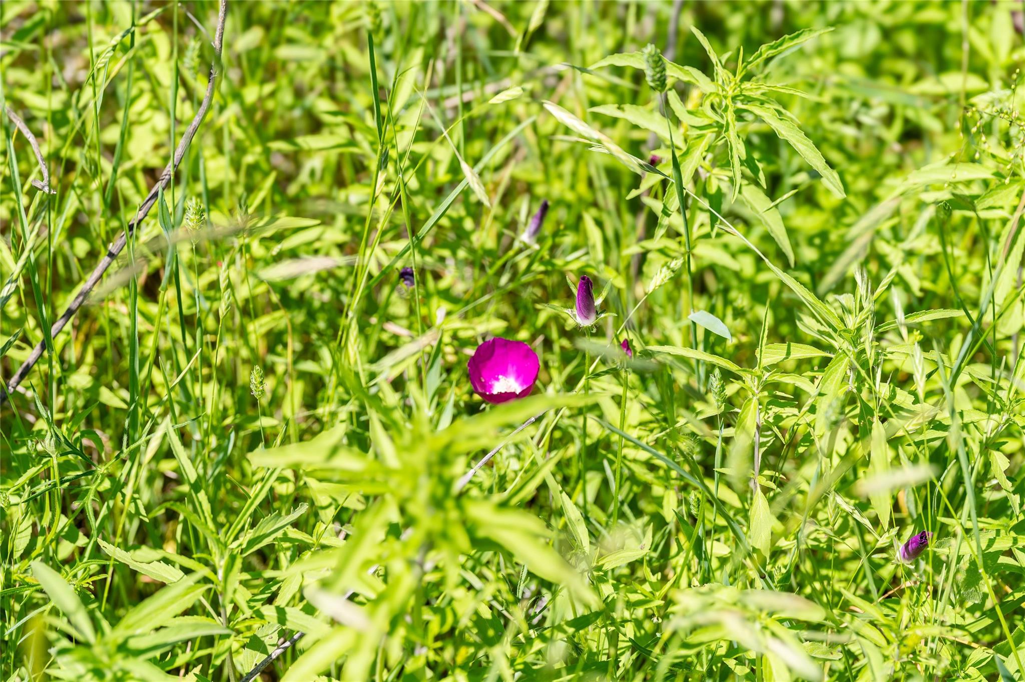 TBD County Rd 171 Rd, Nixon, TX 78140