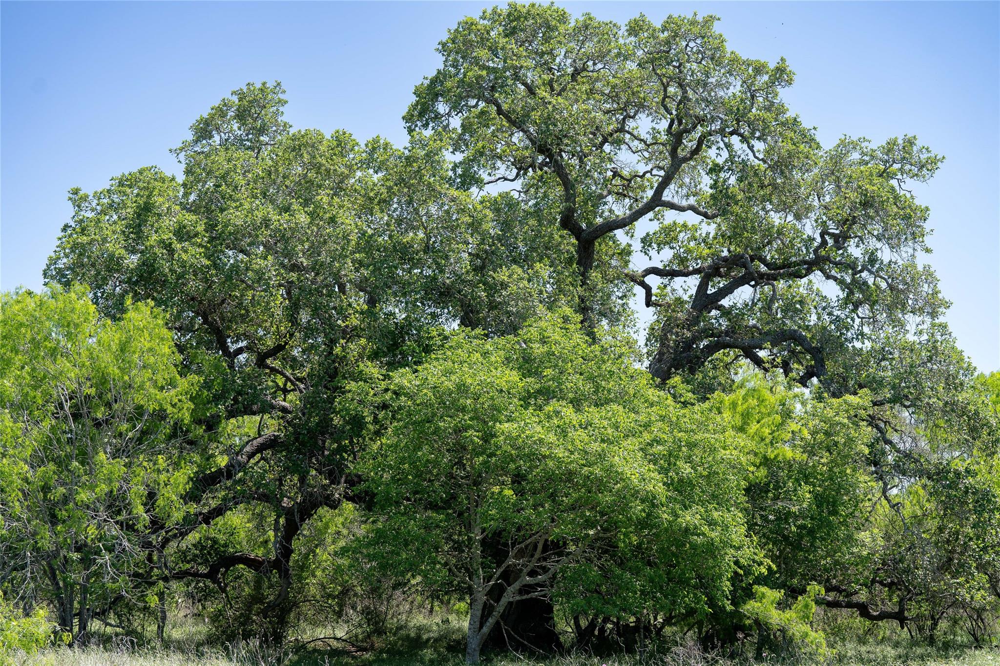 TBD County Rd 171 Rd, Nixon, TX 78140