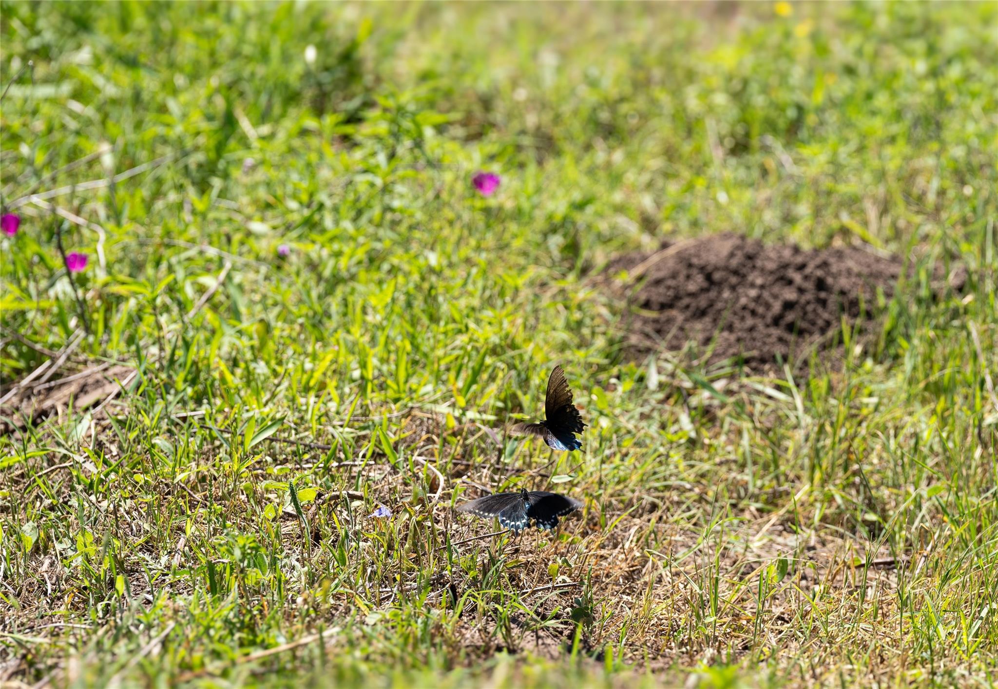 TBD County Rd 171 Rd, Nixon, TX 78140