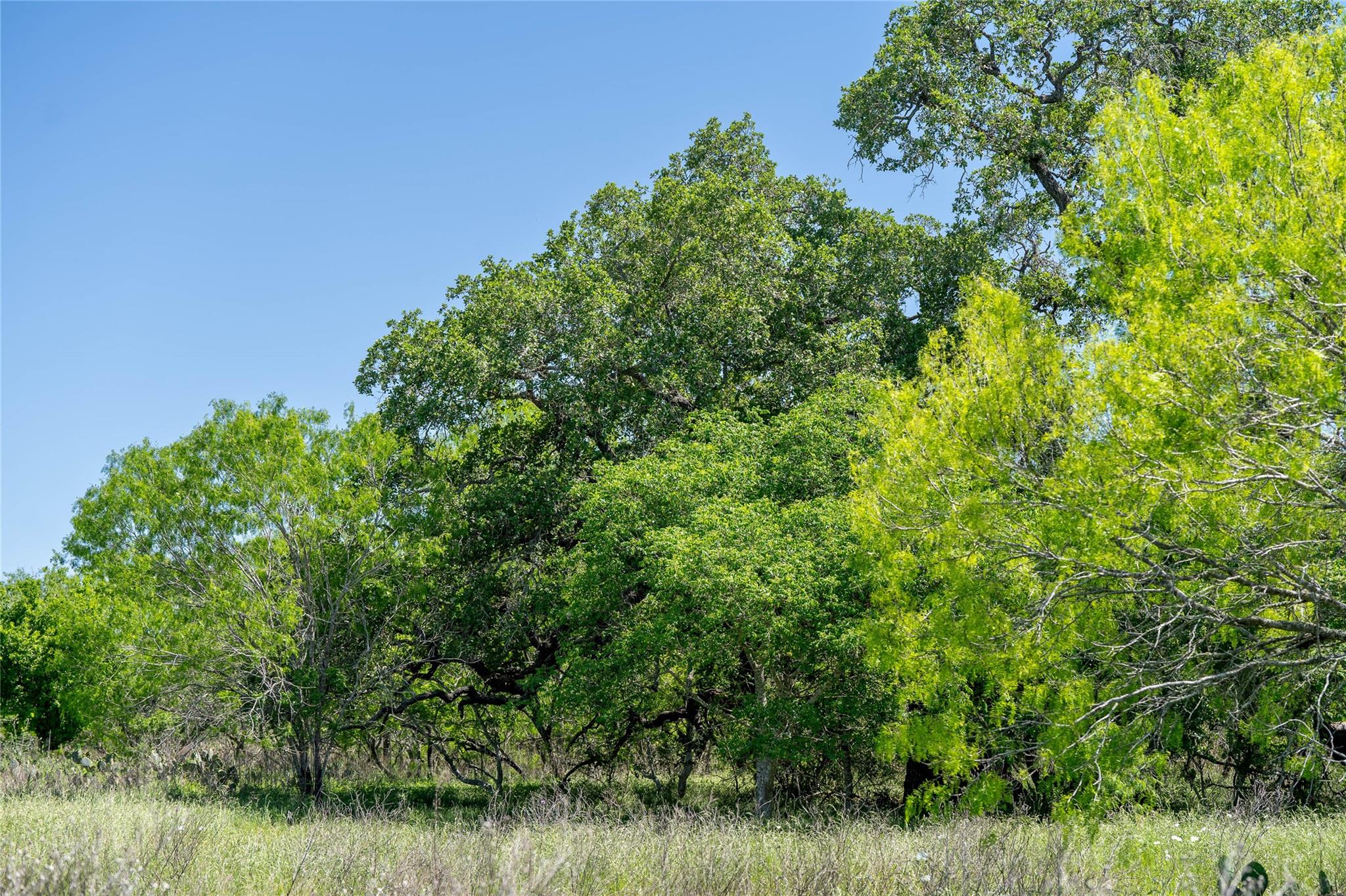 TBD County Rd 171 Rd, Nixon, TX 78140