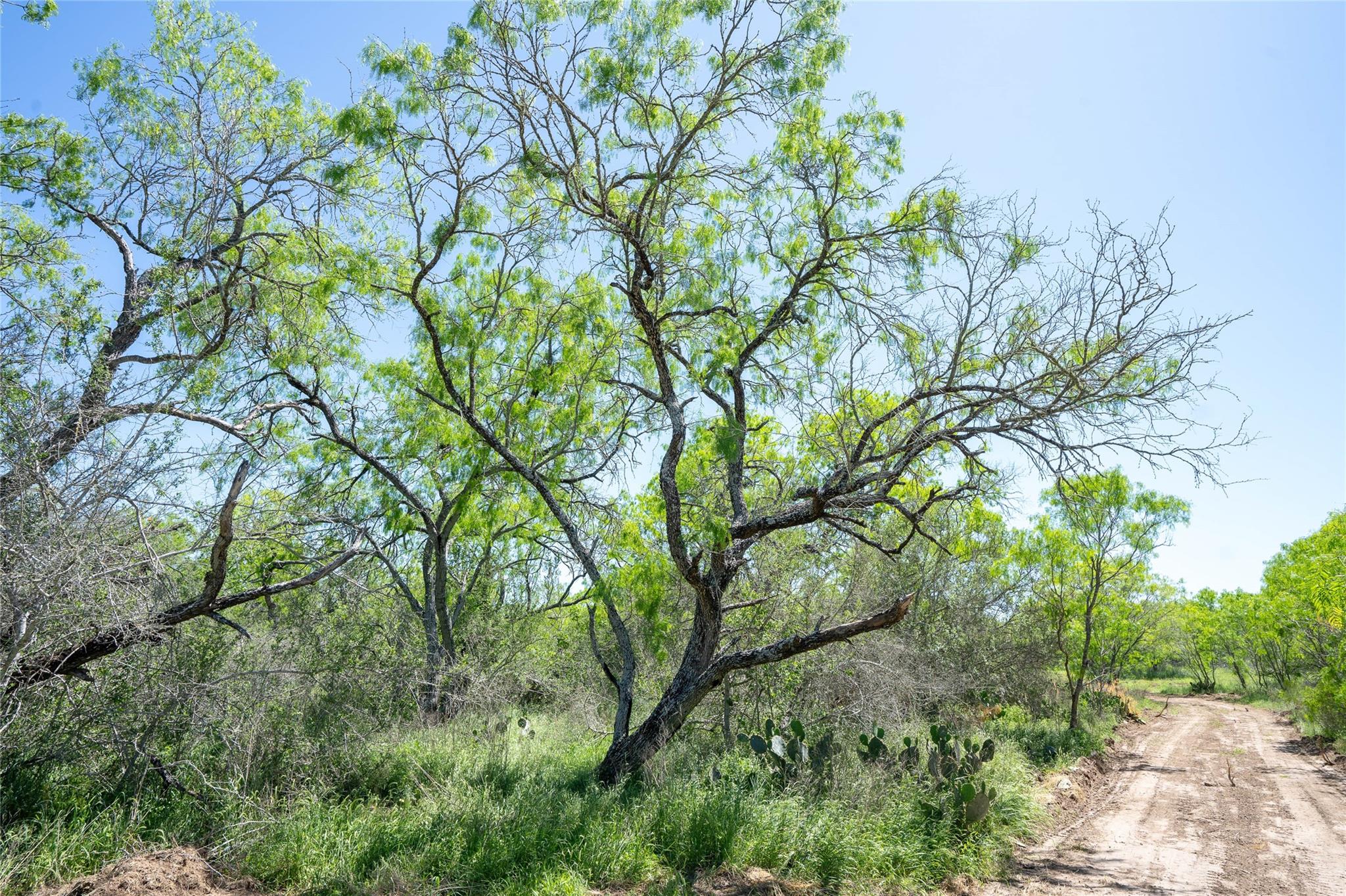 TBD County Rd 171 Rd, Nixon, TX 78140
