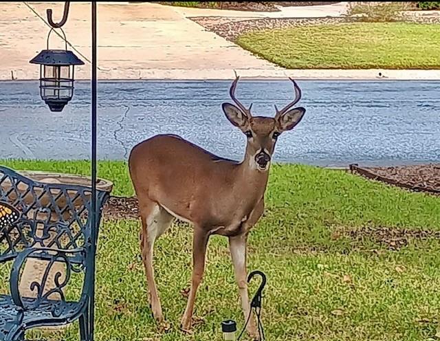 503 Dawson Trl, Georgetown, TX 78633