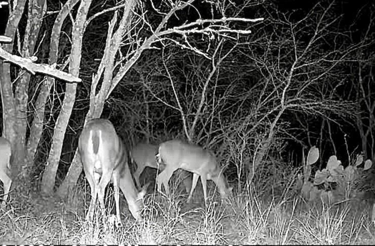 736 CR 421 Rd, Waelder, TX 78959