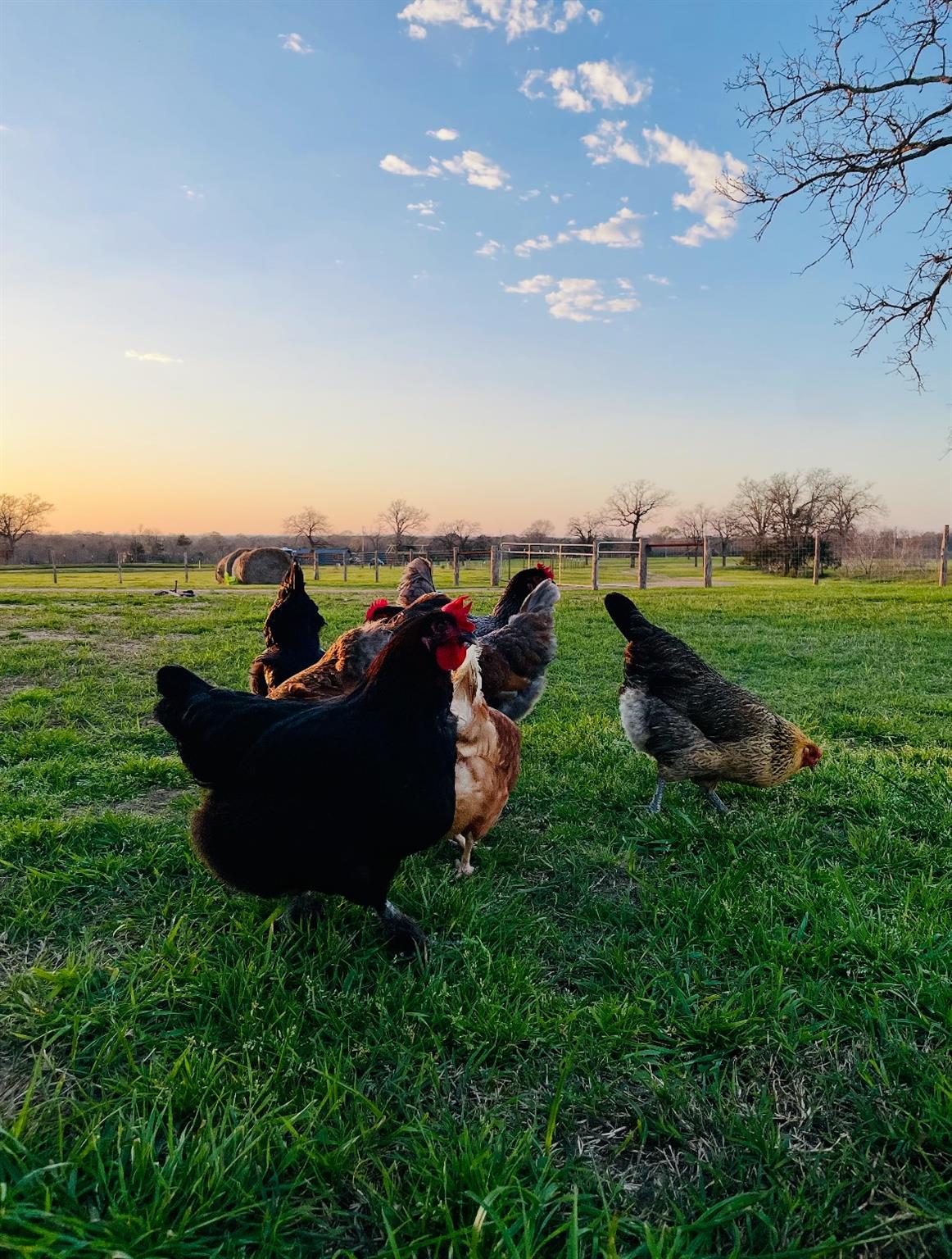 3389 Sparta Field Rd, Waelder, TX 78959