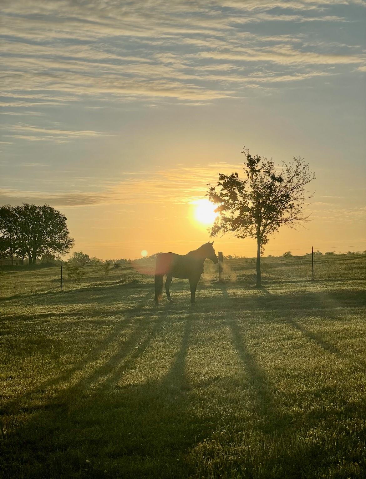 3389 Sparta Field Rd, Waelder, TX 78959