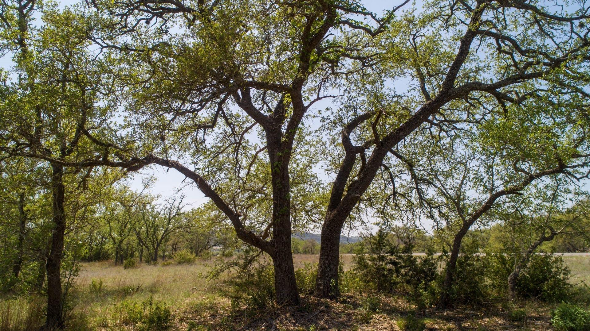 101 Bluff Ridge Trl, Blanco, TX 78606