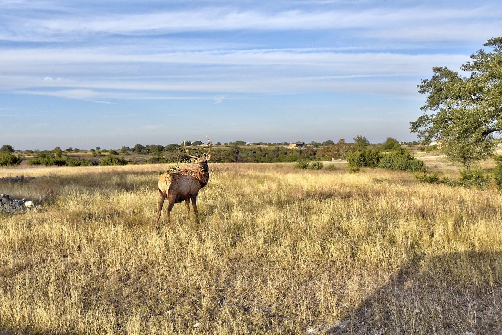 101 Bluff Ridge Trl, Blanco, TX 78606