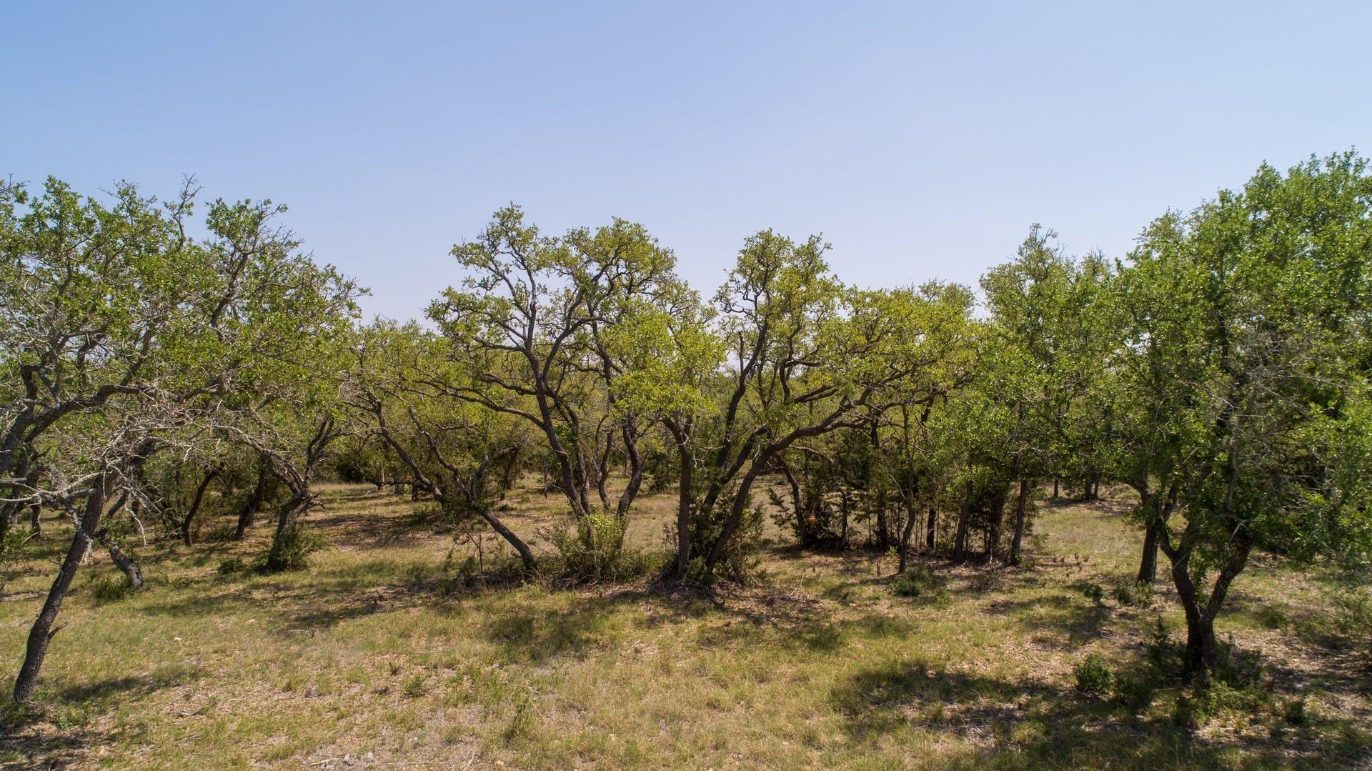 101 Bluff Ridge Trl, Blanco, TX 78606