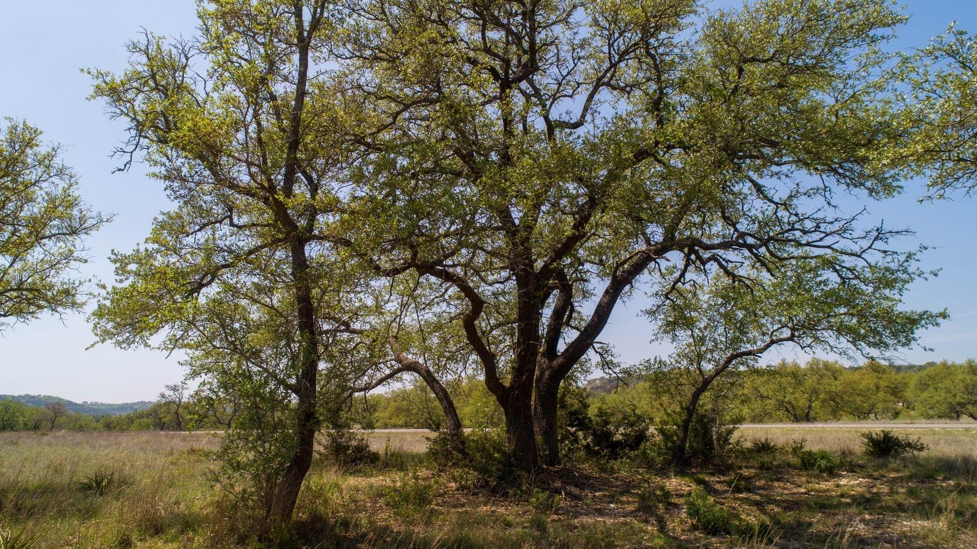 101 Bluff Ridge Trl, Blanco, TX 78606