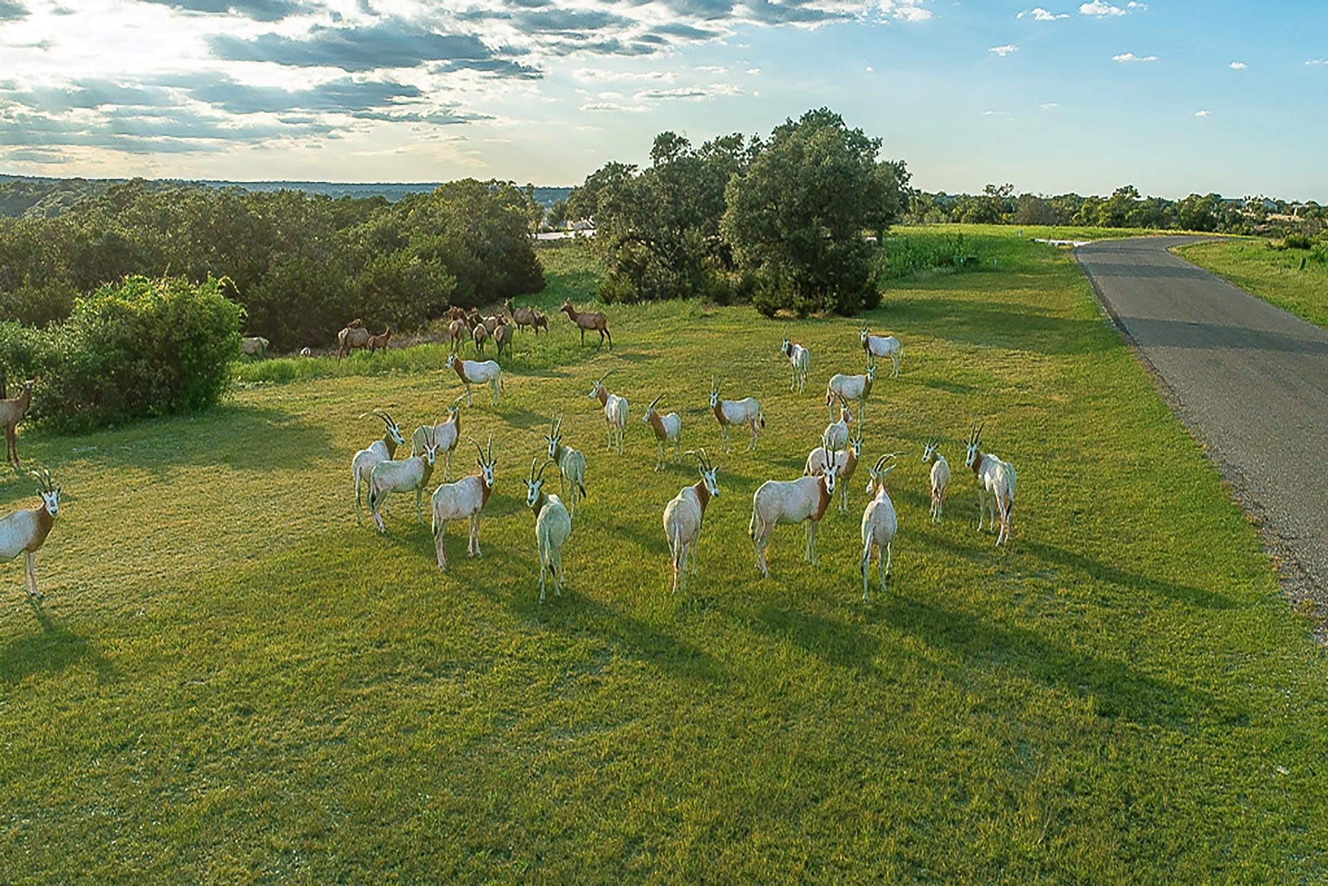 101 Bluff Ridge Trl, Blanco, TX 78606