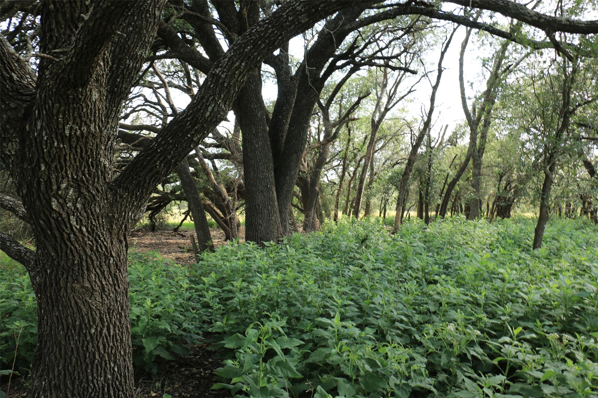 TBD Fm-2340, Burnet, TX 78611