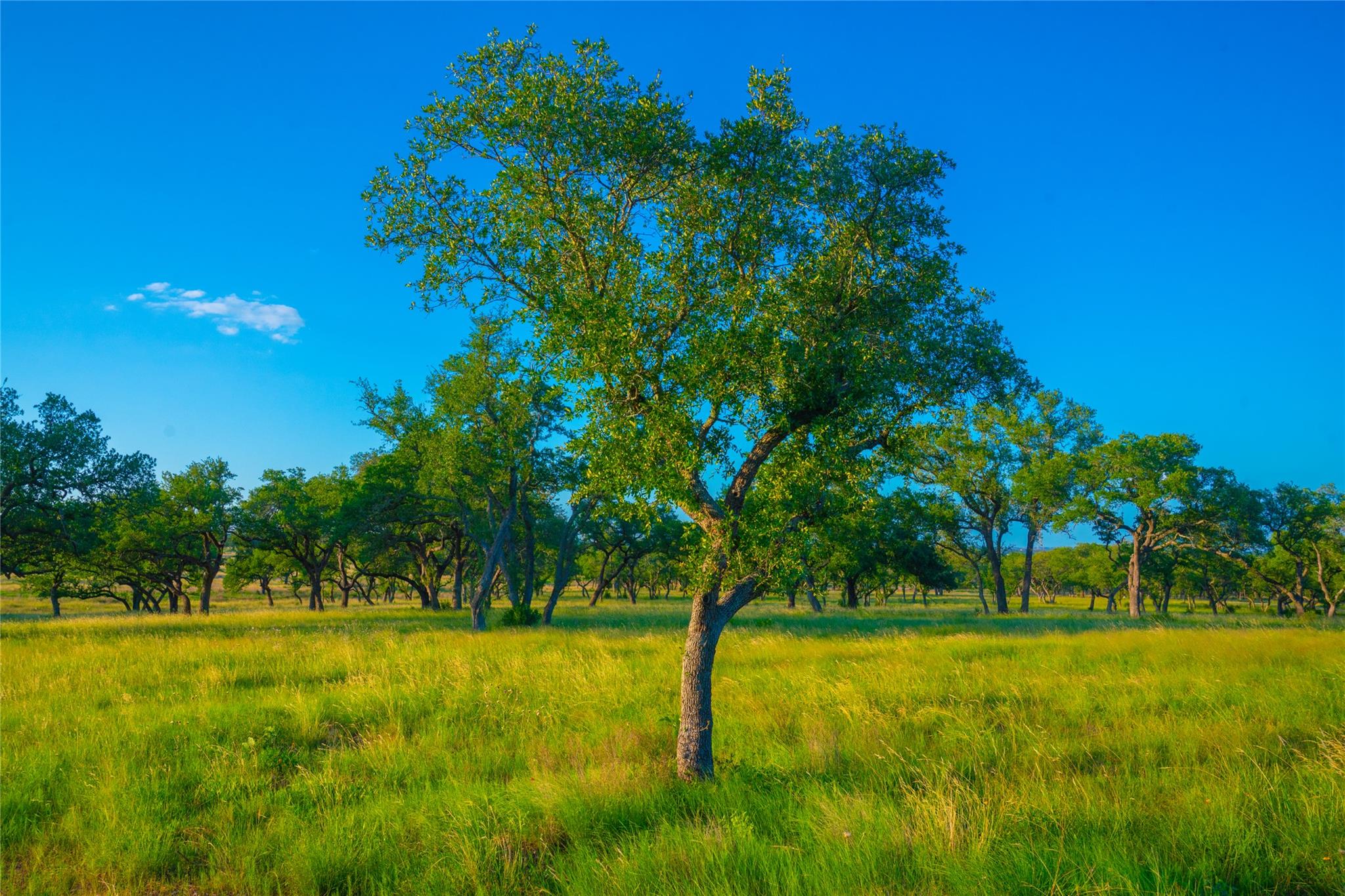 000 Rolling Oaks Rnch, Johnson City, TX 78636