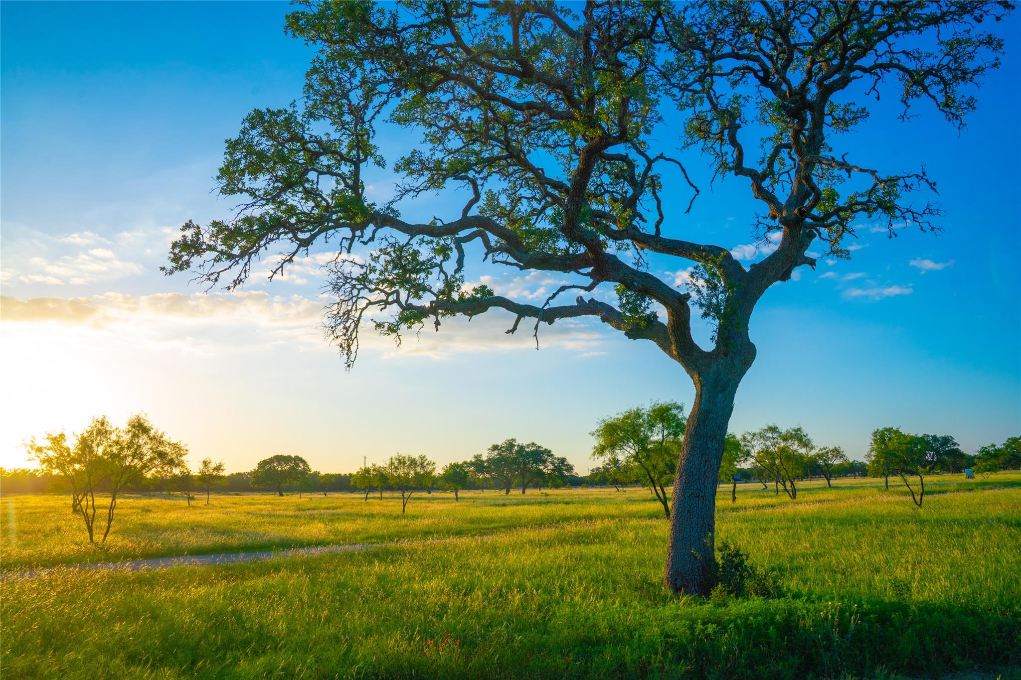 000 Rolling Oaks Rnch, Johnson City, TX 78636