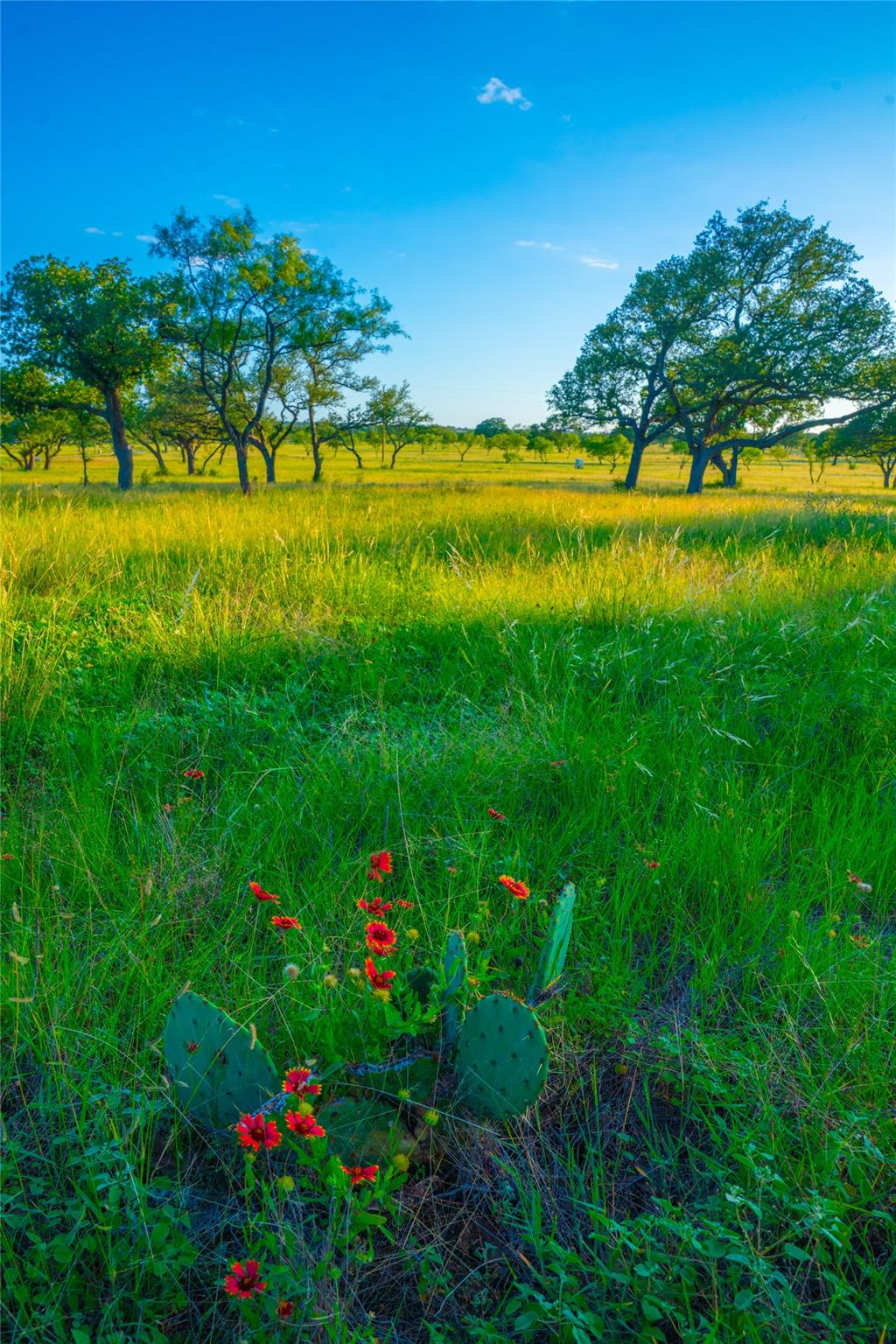 000 Rolling Oaks Rnch, Johnson City, TX 78636