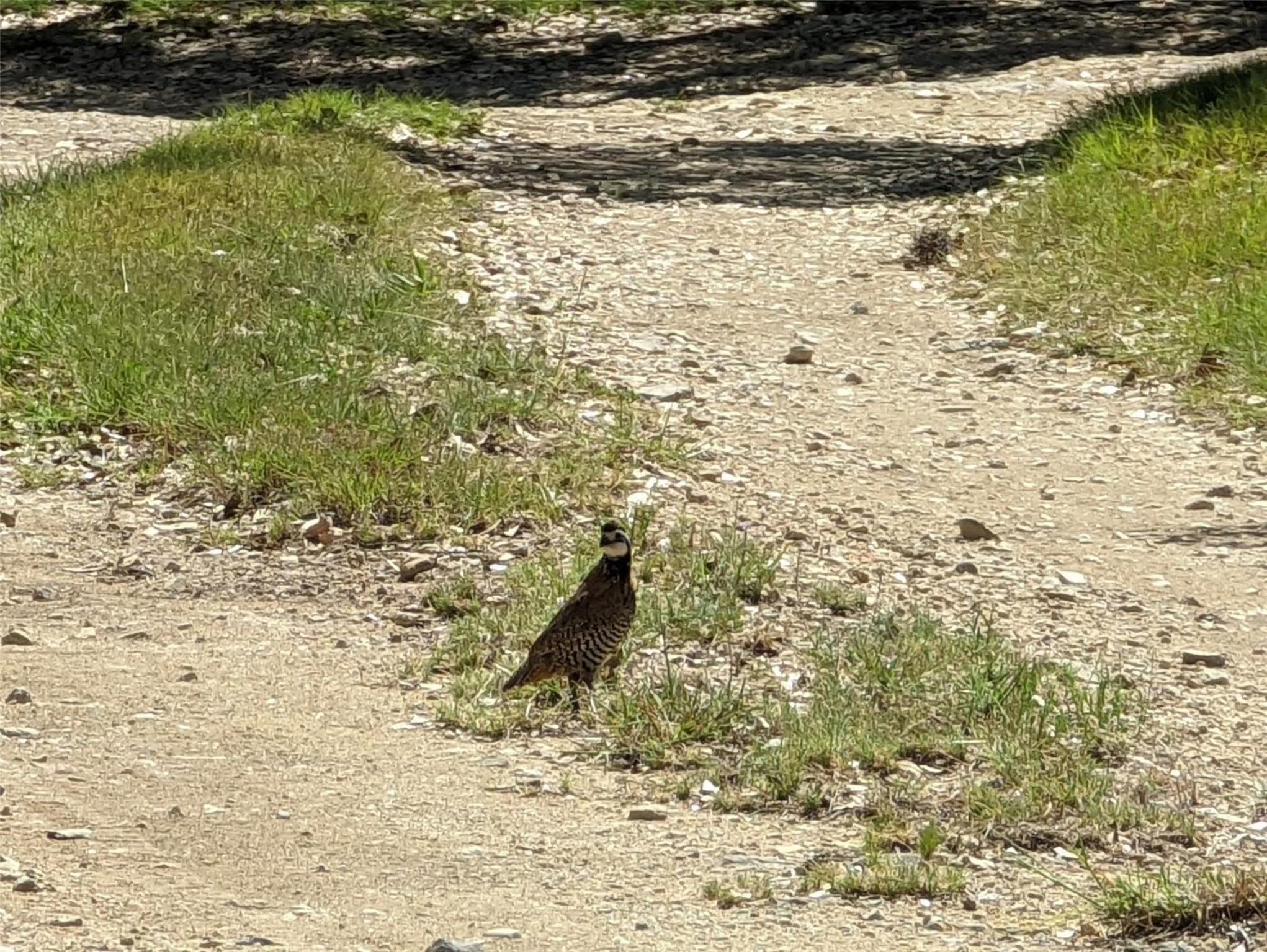 00 Angel Light Dr Dr, Spicewood, TX 78669