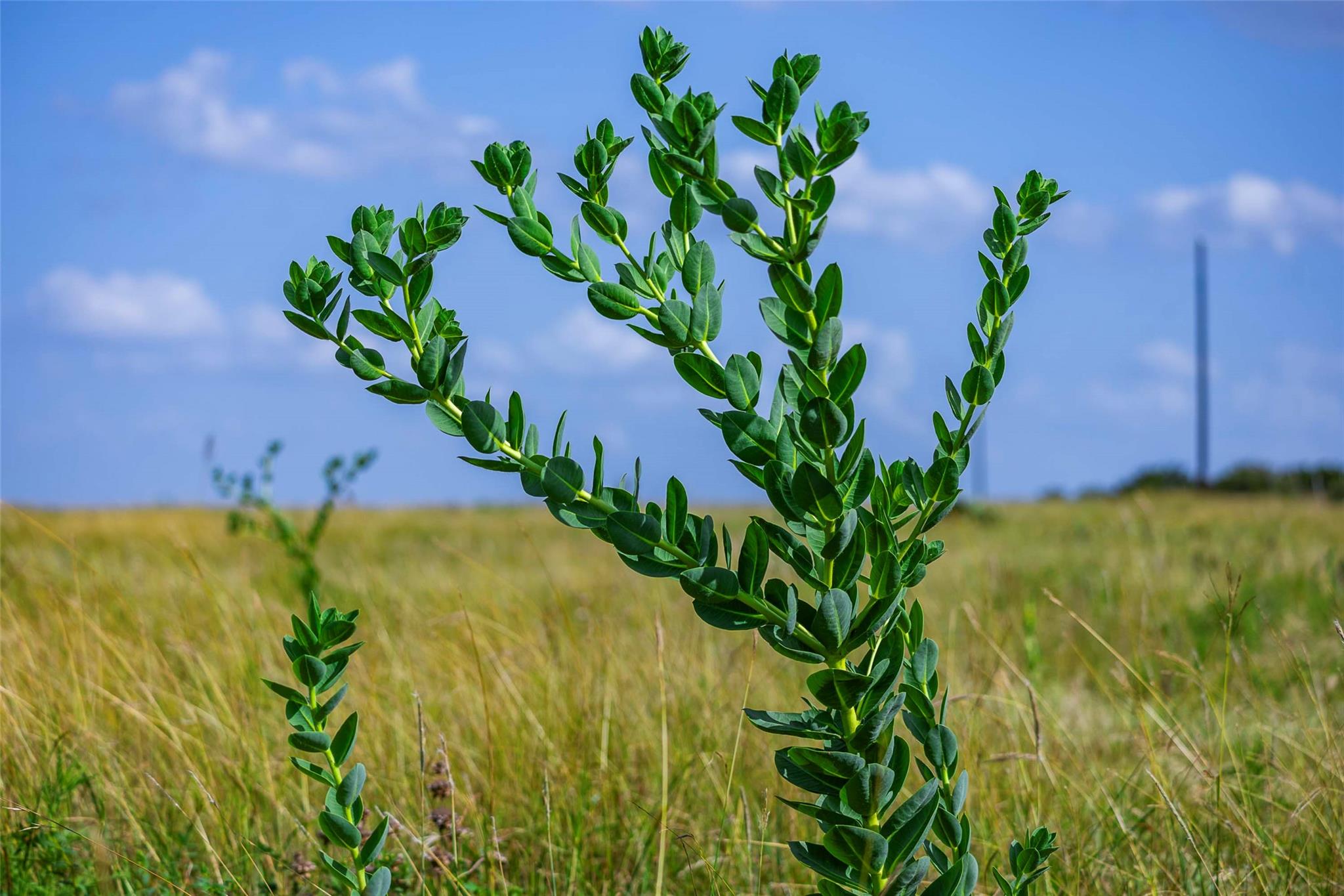 12.5ac FM 243, Bertram, TX 78605