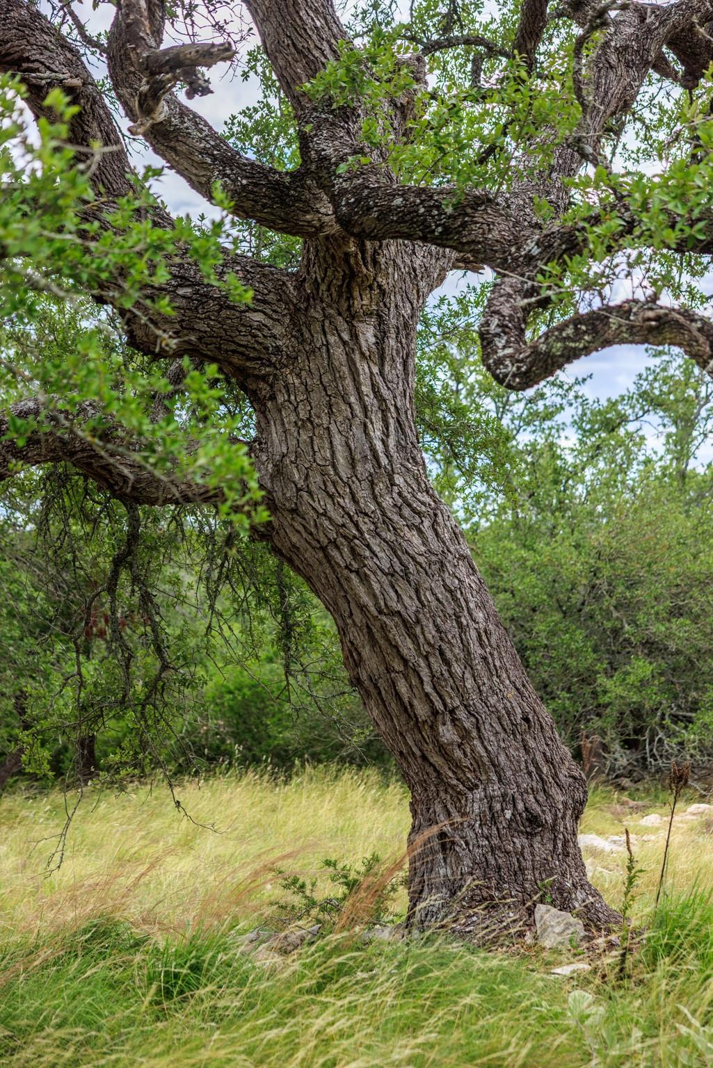 0 Friedrich Rd, Fredericksburg, TX 78624