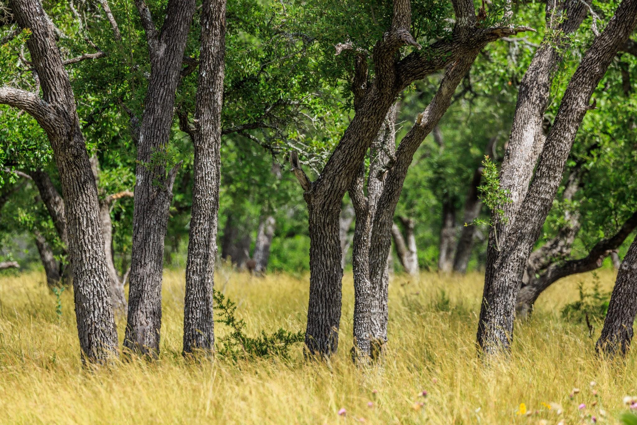 0 Friedrich Rd, Fredericksburg, TX 78624