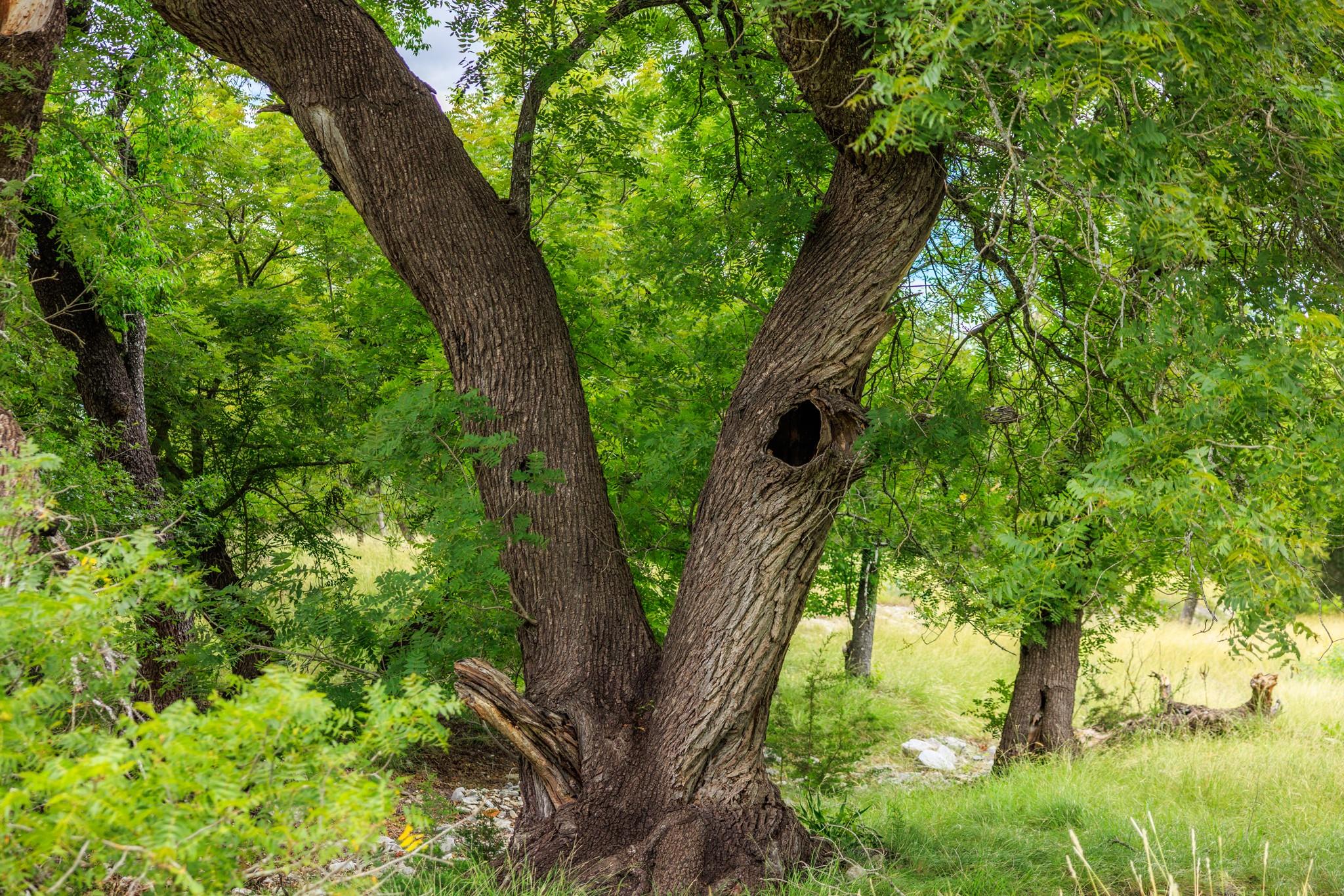 0 Friedrich Rd, Fredericksburg, TX 78624