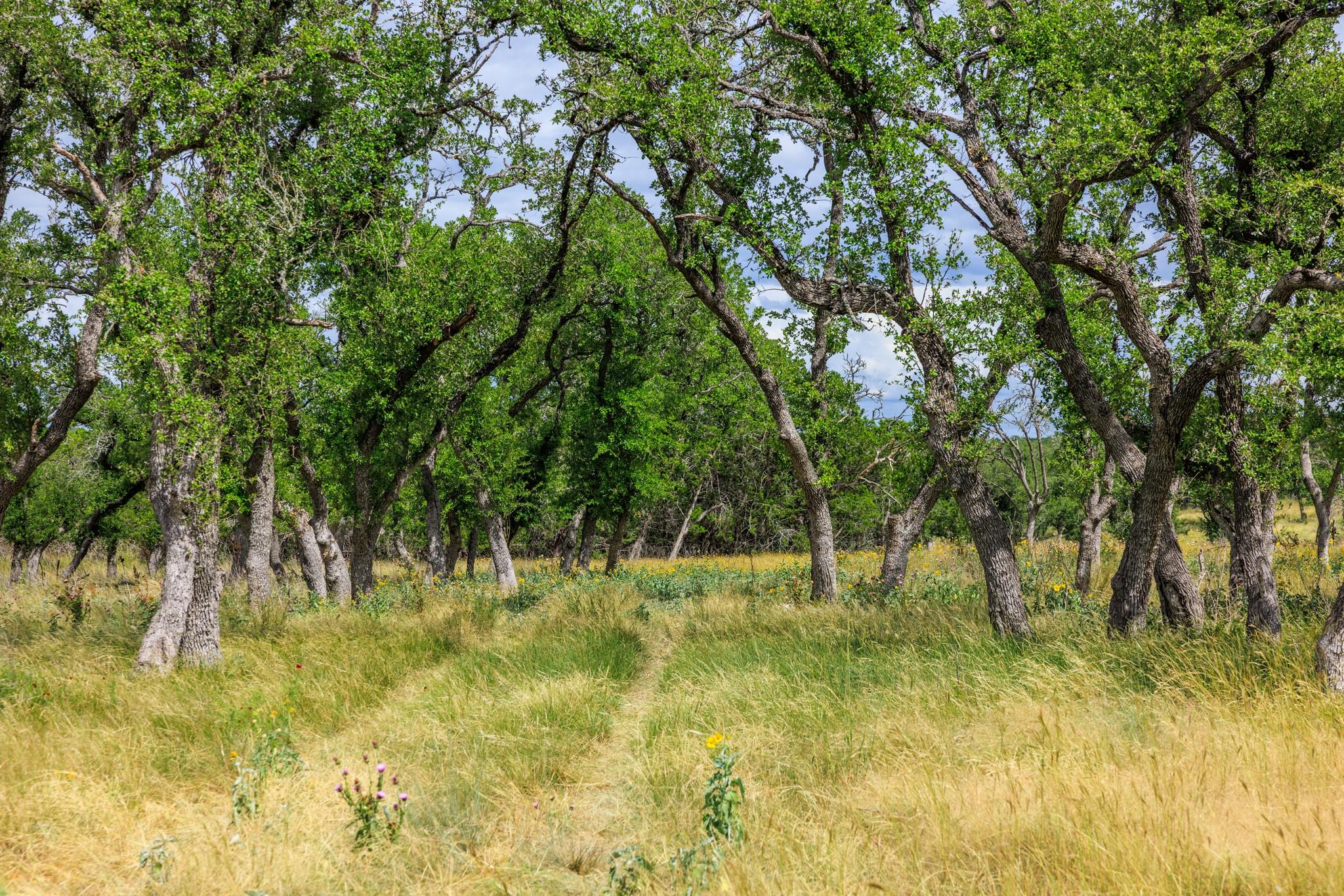 0 Friedrich Rd, Fredericksburg, TX 78624